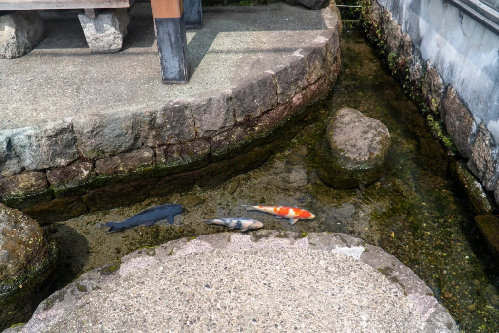 shimabara-koi-spring-water-channel.jpg — Colorful koi swimming in clear spring-fed channel in Shimabara
