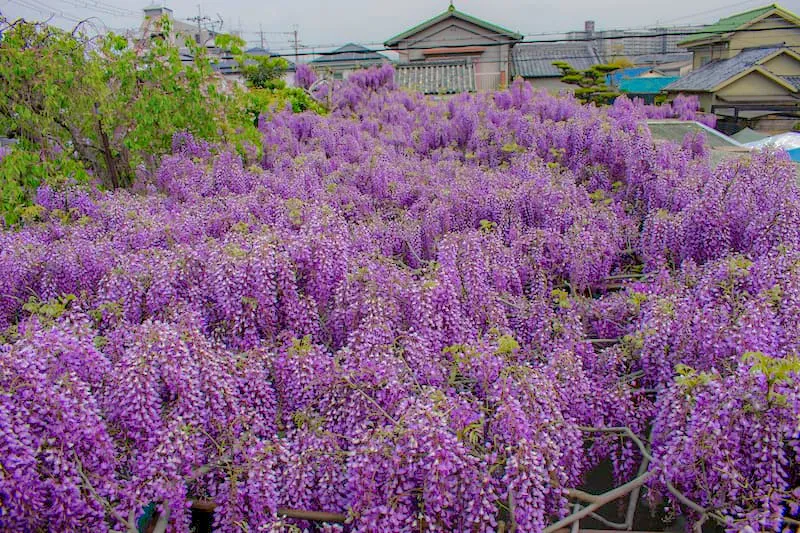 A dense sea of purple wisteria flowers at Shindachijuku in Sennan, Osaka, a private residence on the Kumano Kodo pilgrimage route that opens for just one week per year