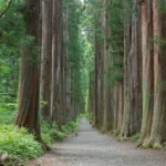 Togakushi Shrine Reopening 2026: 9 Dates & Access Guide
