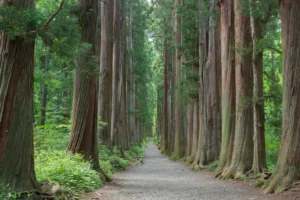 Togakushi Shrine Reopening 2026: 9 Dates & Access Guide