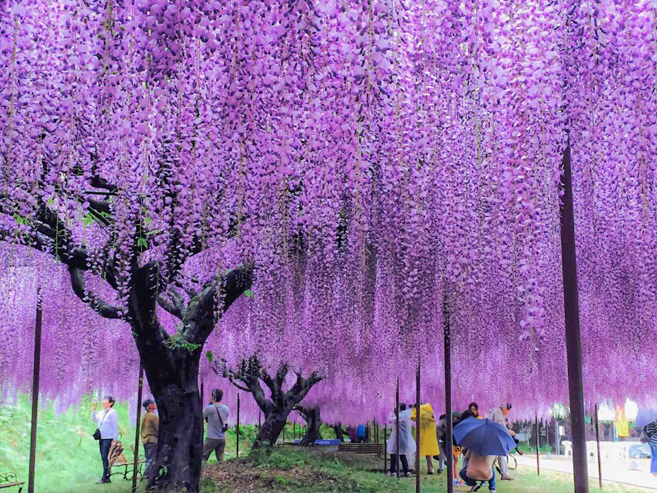 Visitors walking beneath the massive kyushaku fuji wisteria at Byakugoji Temple in Tamba, Hyogo, with cascading purple flower clusters reaching nearly 2 meters in length