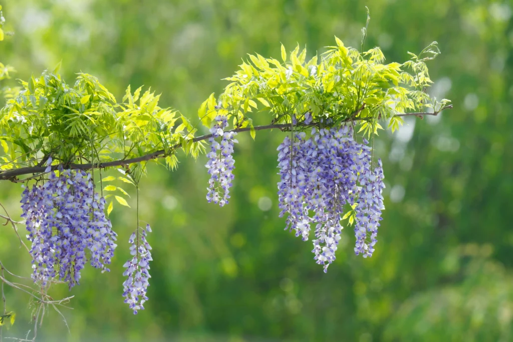 Close-up of delicate pale lavender wisteria flower clusters hanging from a branch in a Japanese garden during spring bloom season