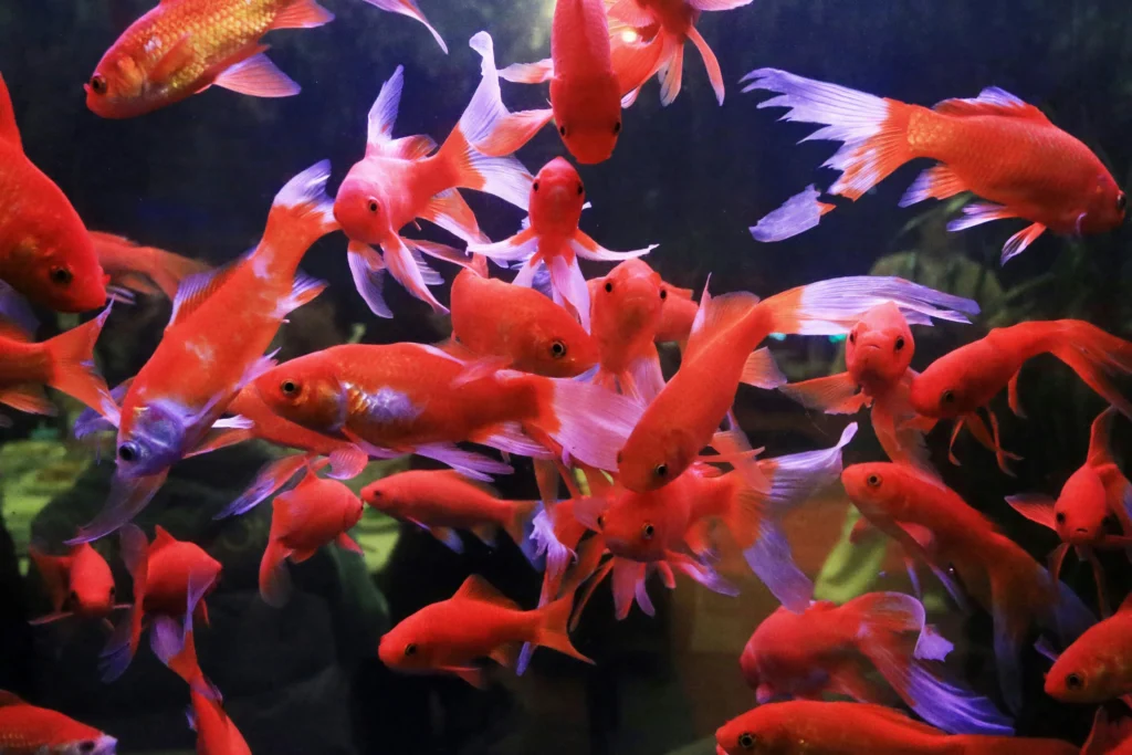 Vivid red and white goldfish in aquarium at Nagasu Goldfish House near Ariake Ferry port