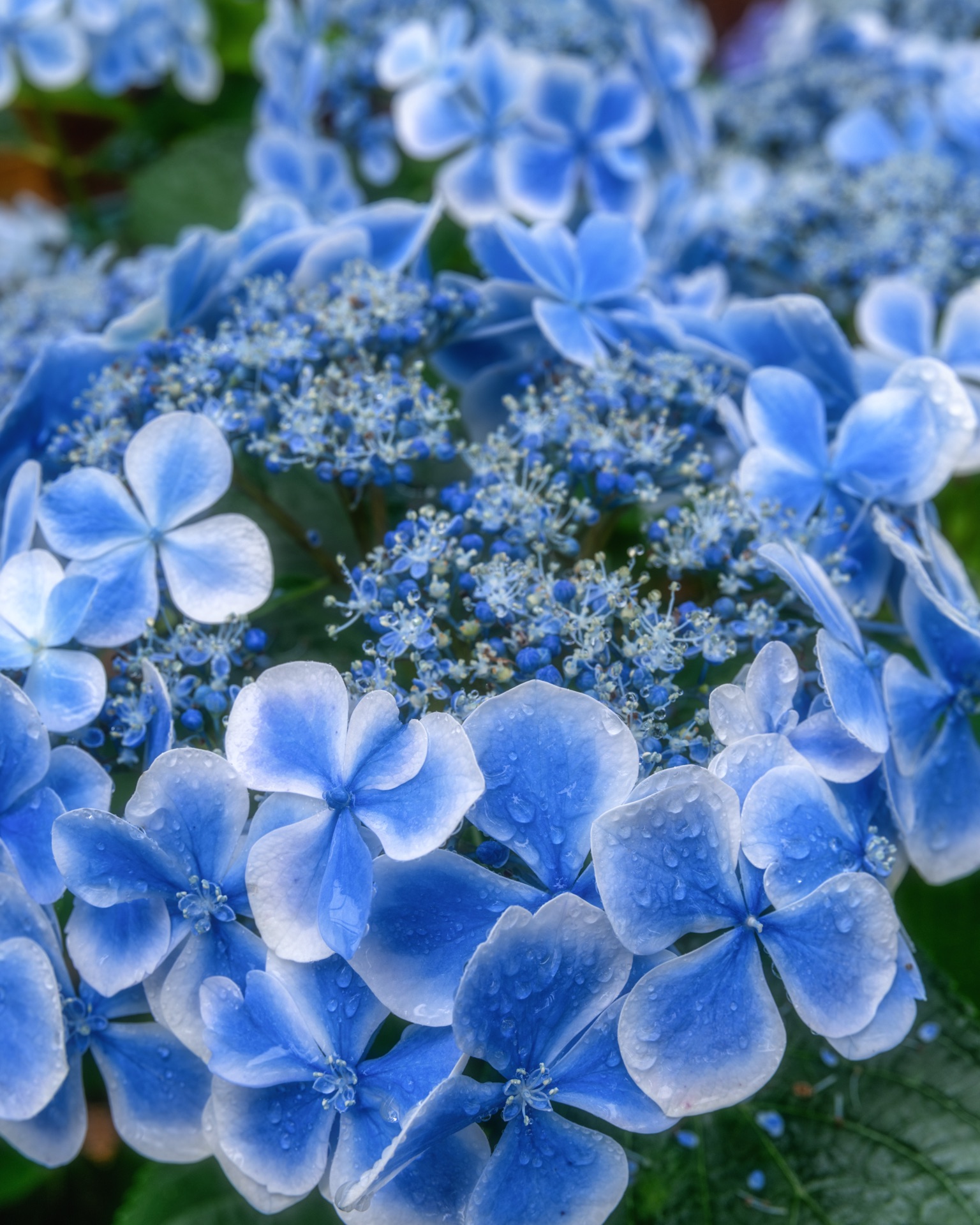Macro photograph of a deep blue lacecap hydrangea with raindrops on the sepals