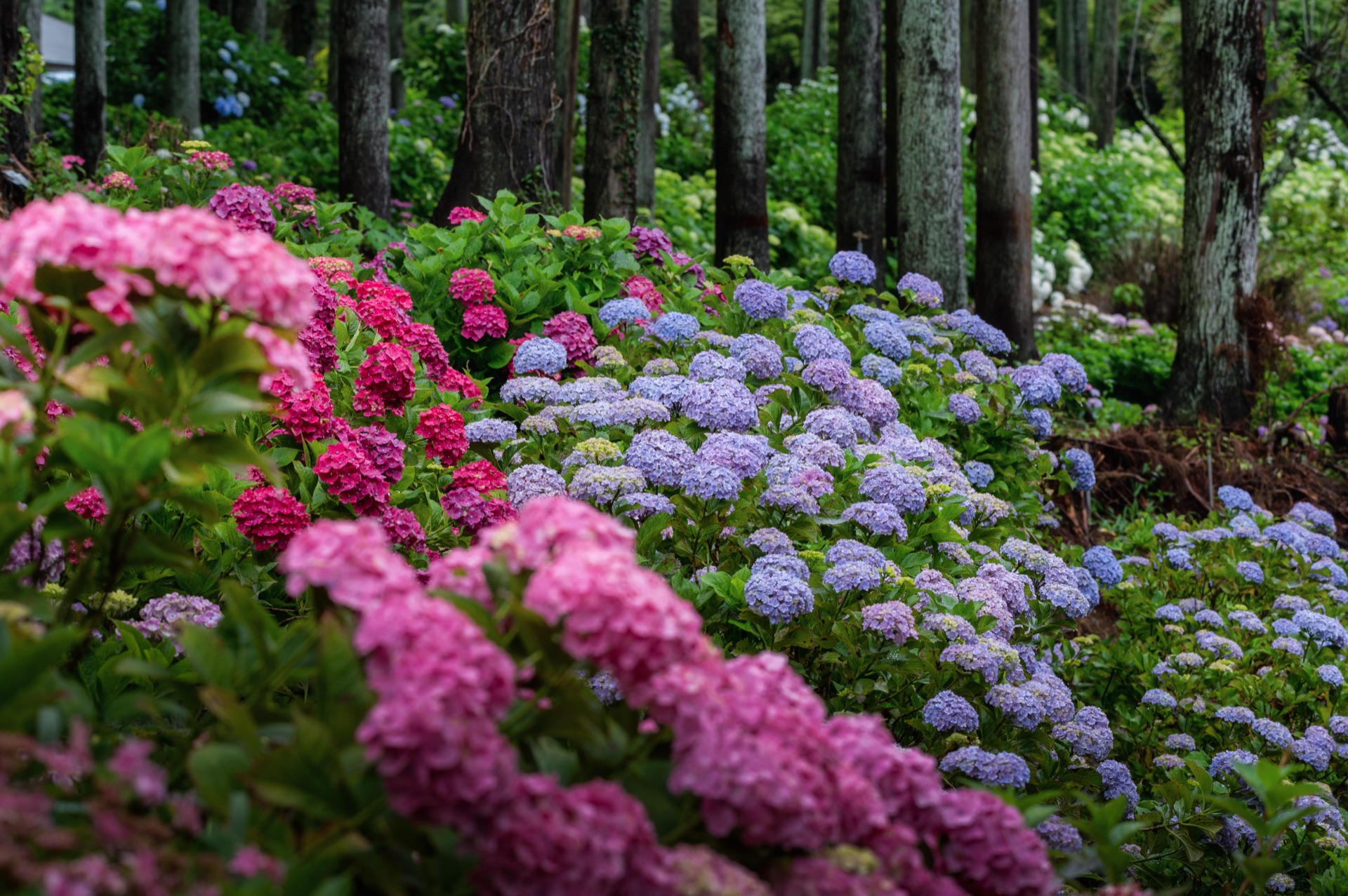 Forest slope densely planted with pink, blue and purple hydrangeas in clumps between tall cedar tree trunks at Ajisai no Mori
