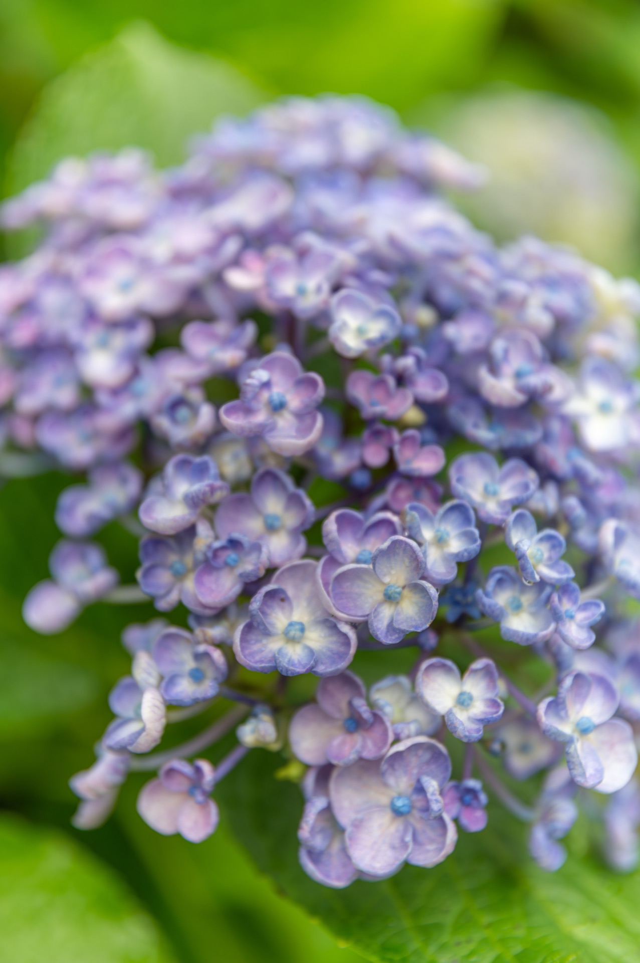 Macro view of pale lavender lacecap hydrangea (gaku-ajisai) with delicate central florets