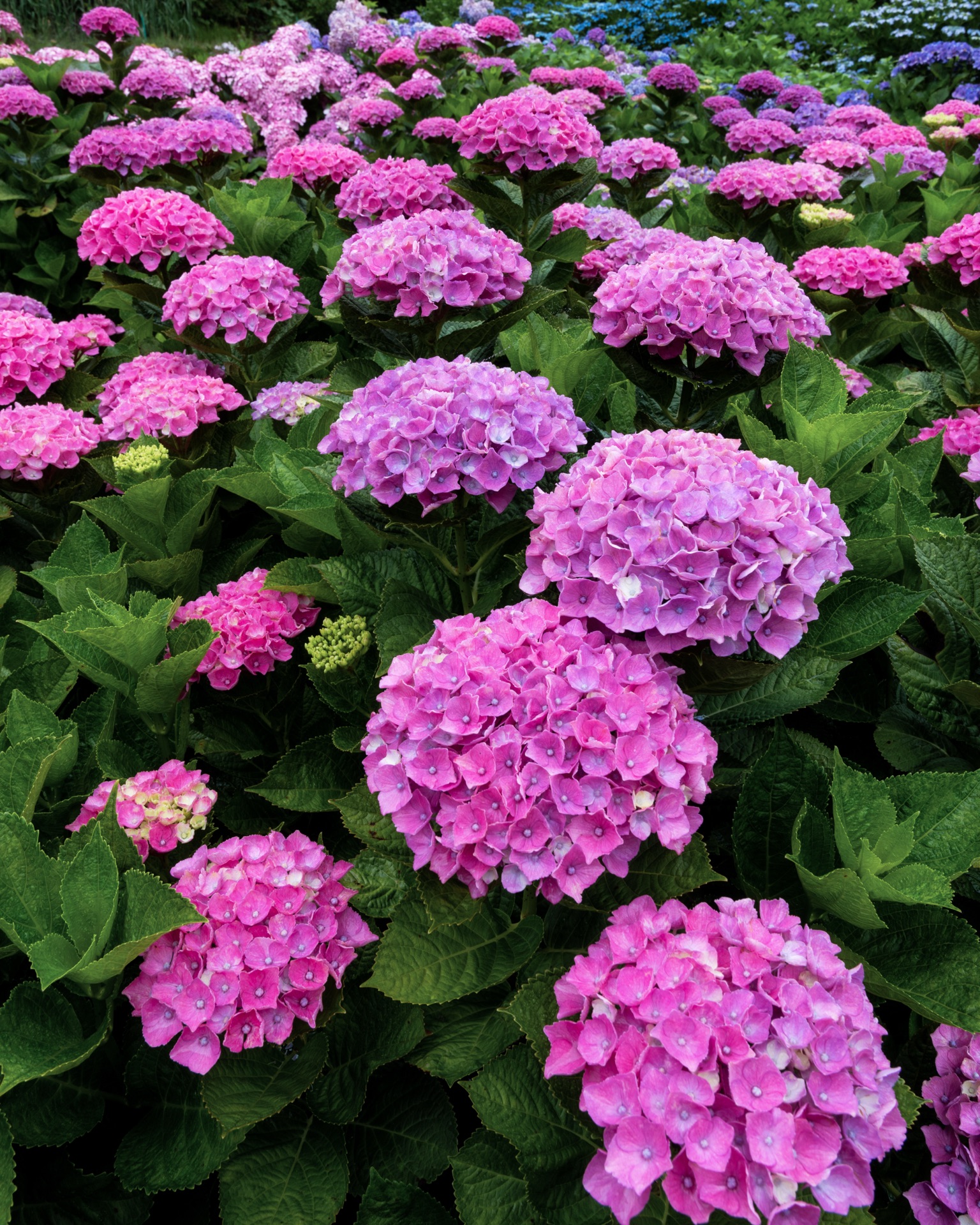 Dense cluster of pink mophead hydrangea flowers with vivid magenta centers at Ajisai no Mori