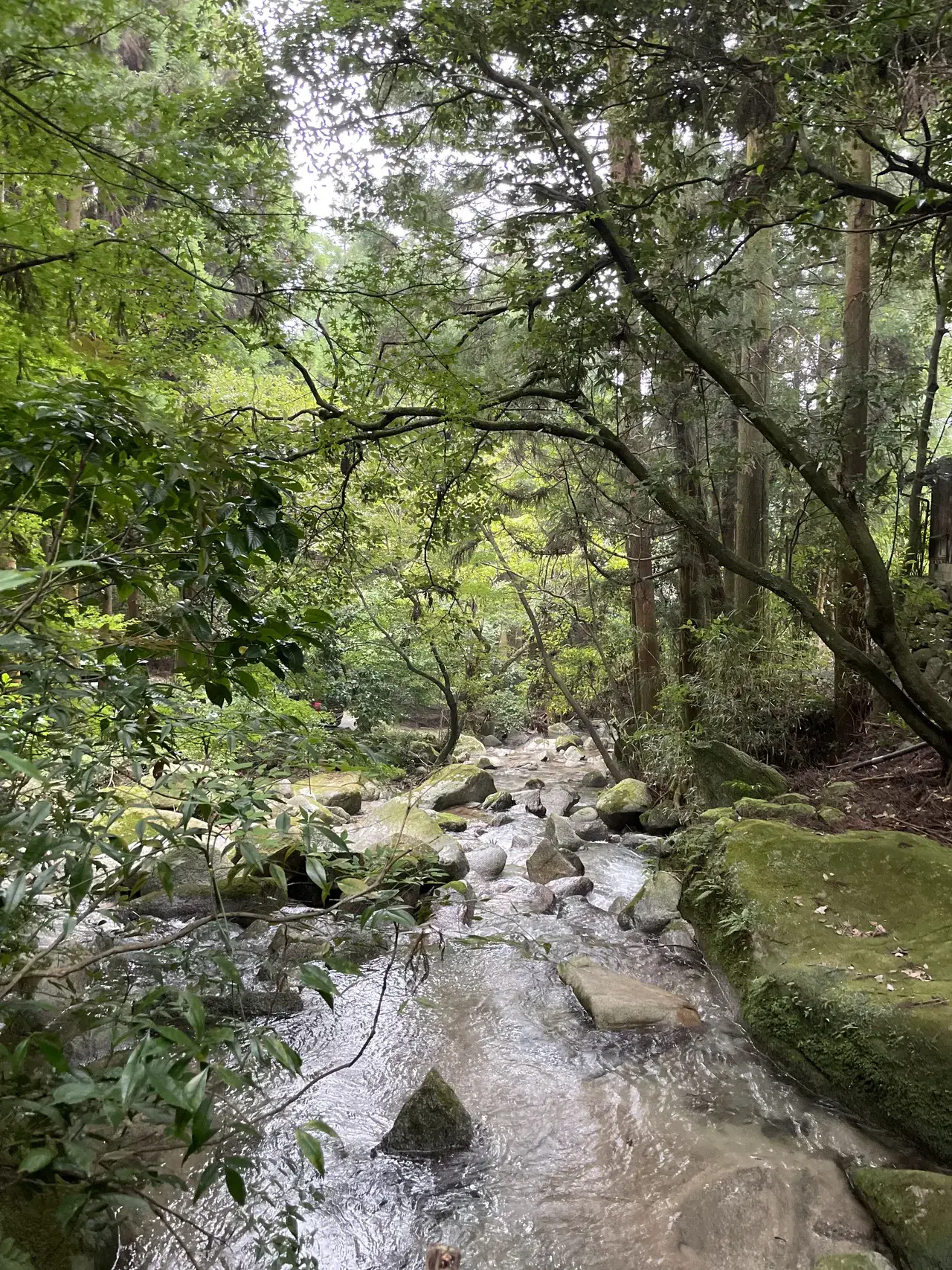 The approach to Dangoan through forest with moss-covered stone walls from the Akizuki castle era, with green leaves overhanging the path