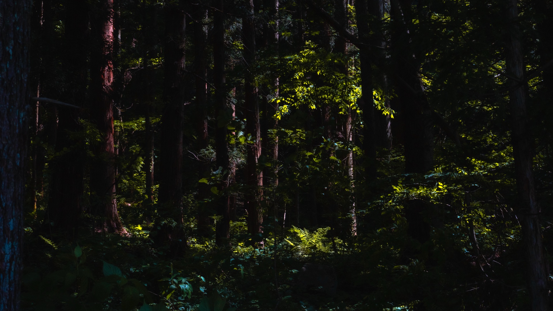Dark forest interior at Hakuba Oide Park with light filtering through cedar canopy
