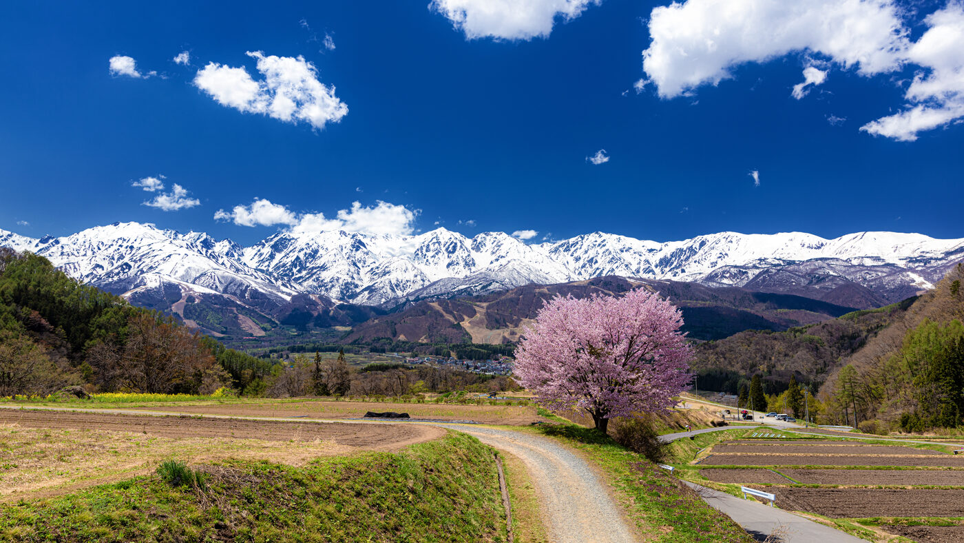 Single cherry tree in bloom against snow-capped Hakuba peaks in spring