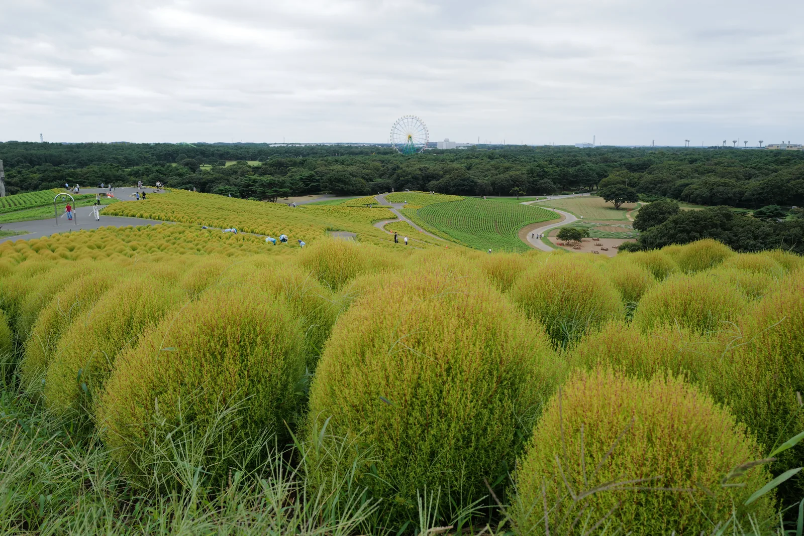 Green kochia bushes in early September at Hitachi Seaside Park with the ferris wheel in the background — bushes are pale yellow-green and have not yet started the autumn color transition, showing what visitors will see if they arrive before October