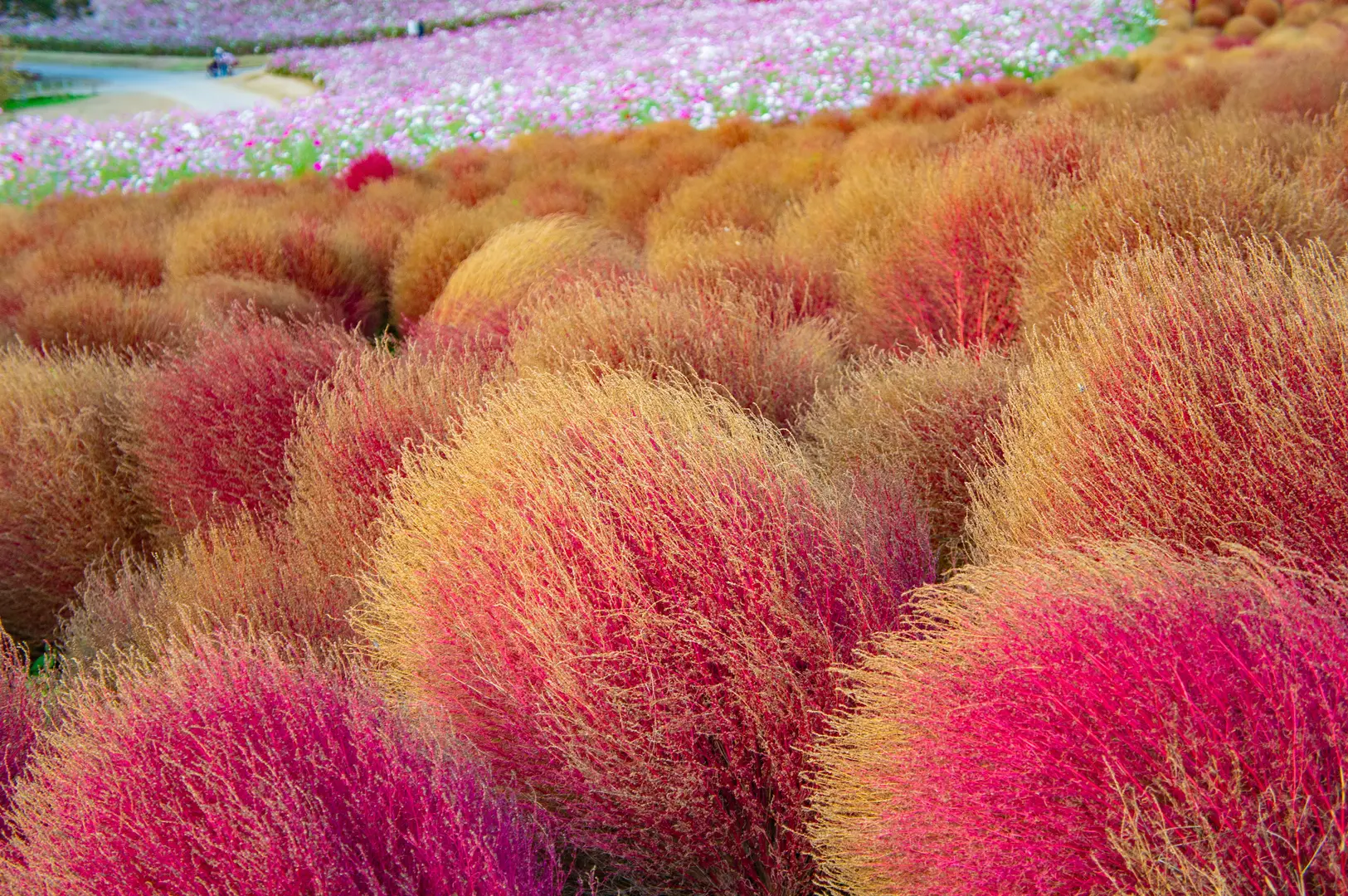 Rolling hill covered in thousands of round crimson kochia bushes at Hitachi Seaside Park in mid-October