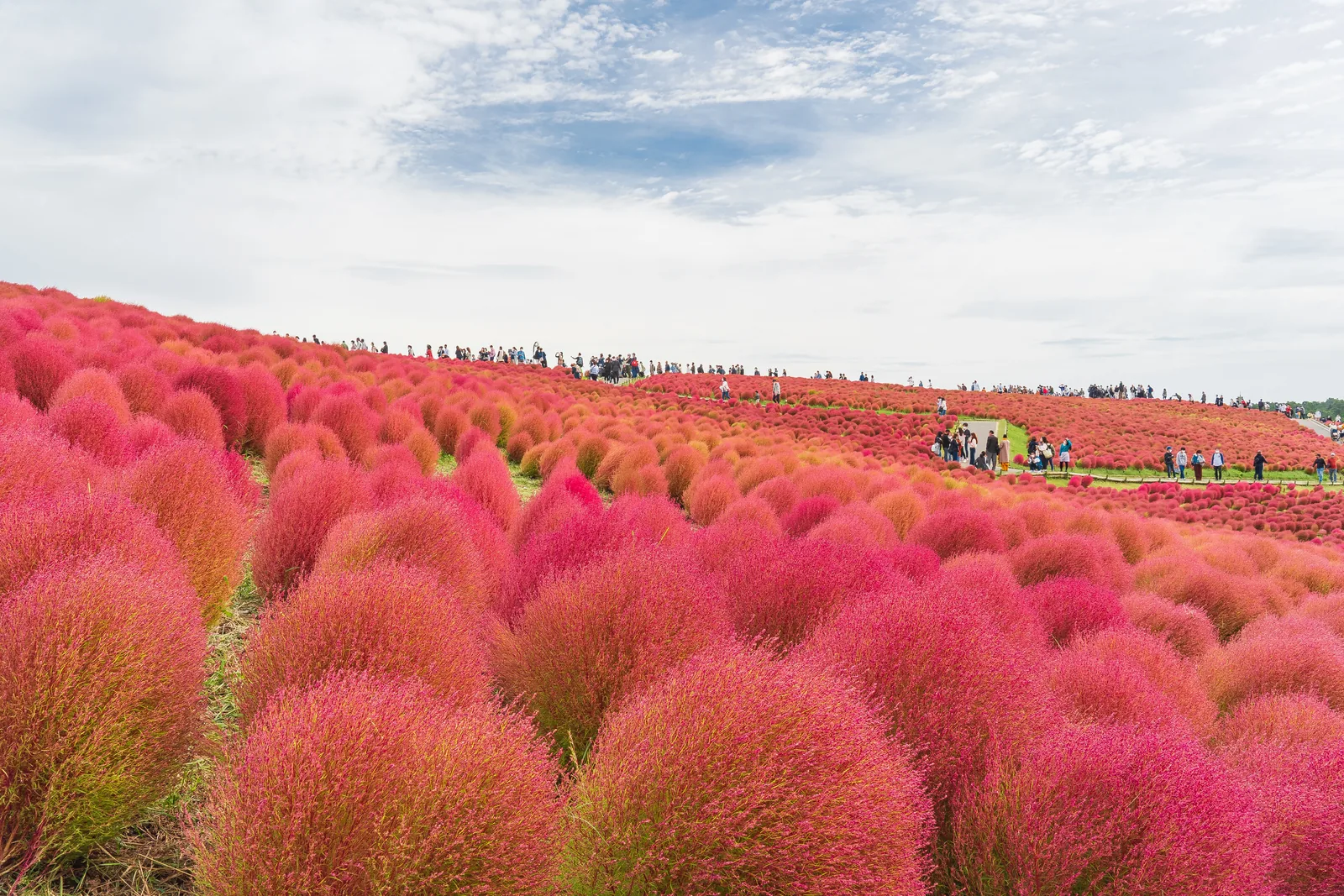 Kochia bushes in brilliant red and pink at peak autumn colour on the Miharashi hillside at Hitachi Seaside Park with visitors walking along the ridge path under a partly cloudy October sky