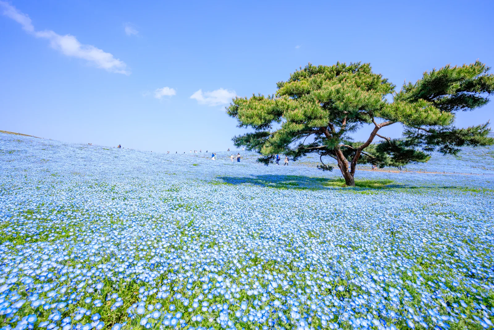 Miharashi-no-Oka hill at Hitachi Seaside Park covered in pale-blue Nemophila flowers from foreground to horizon with a single pine tree on the ridge and visitors walking the path, photographed at peak Golden Week bloom in late April