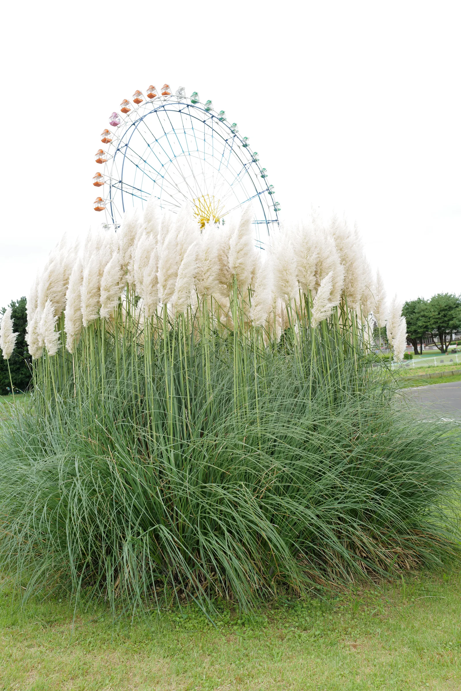 Pampas grass susuki at Hitachi Seaside Park in October with the ferris wheel rising behind tall silvery-white plumes — autumn alternative to kochia for late-season visits