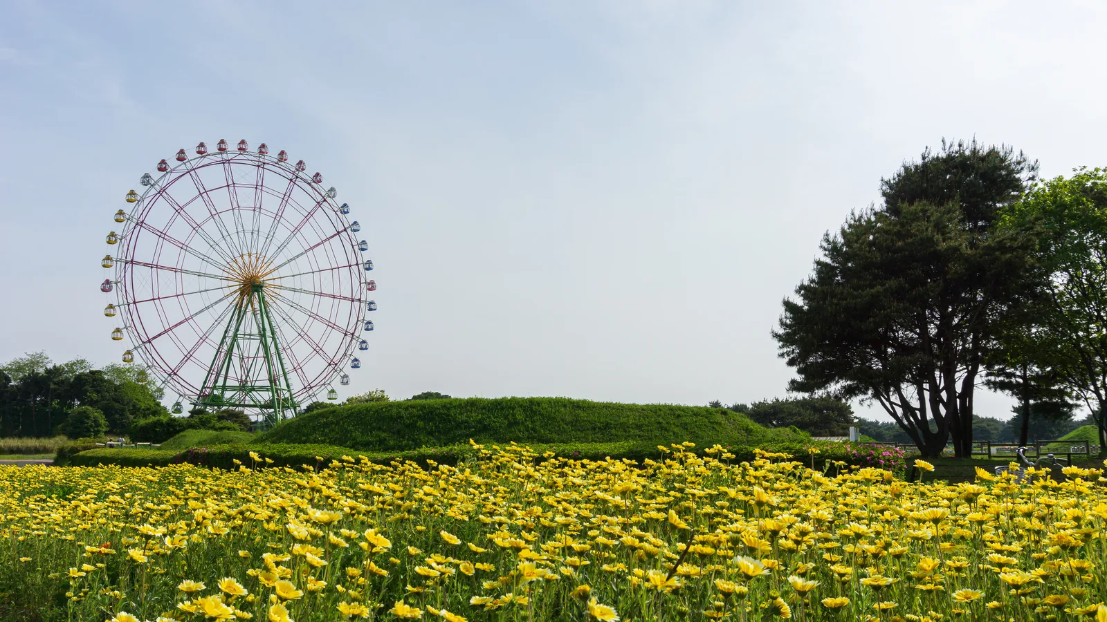 Yellow summer flowers in the foreground with the Hitachi Seaside Park's iconic ferris wheel and pine tree in the background under a clear August sky