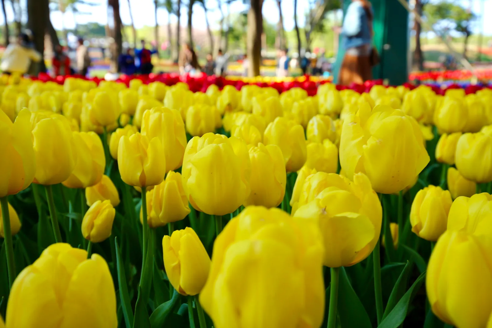 A field of bright yellow tulips with red tulips visible in the background and visitors walking among the rows at Hitachi Seaside Park in mid-April
