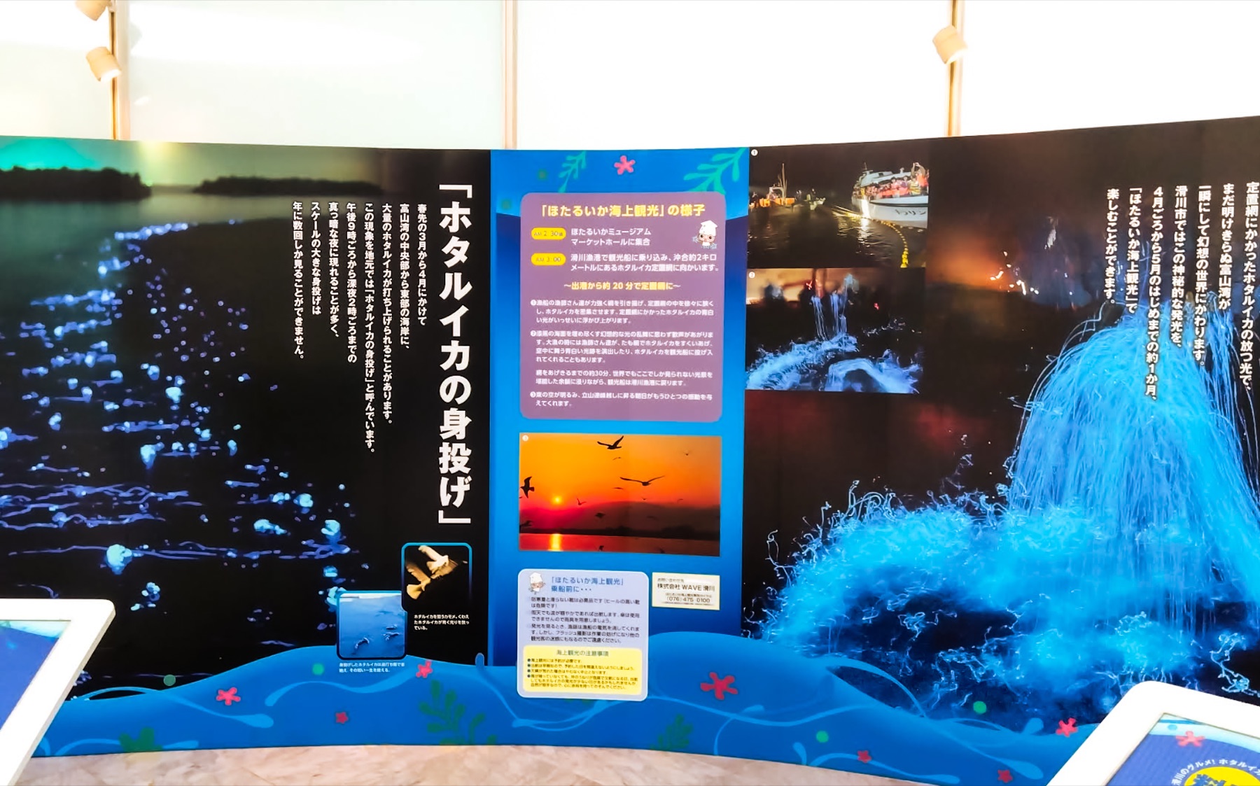 A museum display panel about the firefly squid mi-nage stranding, showing photos of glowing blue squid washed onto a beach, a boat, and a sunrise, beside a textured blue net model.