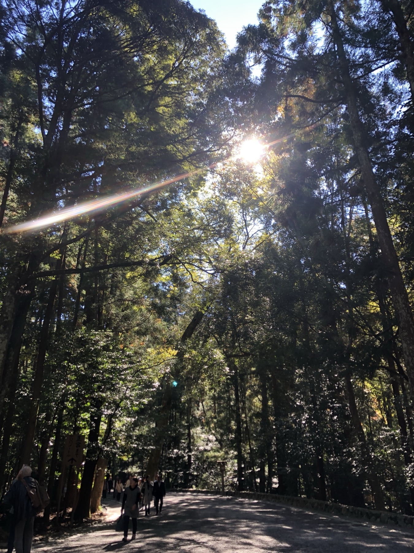 Tall cedar and cypress trees lining the gravel approach path inside Ise Jingu Naiku grounds with afternoon sunbeams breaking through the canopy and a small group of visitors walking under the ancient forest