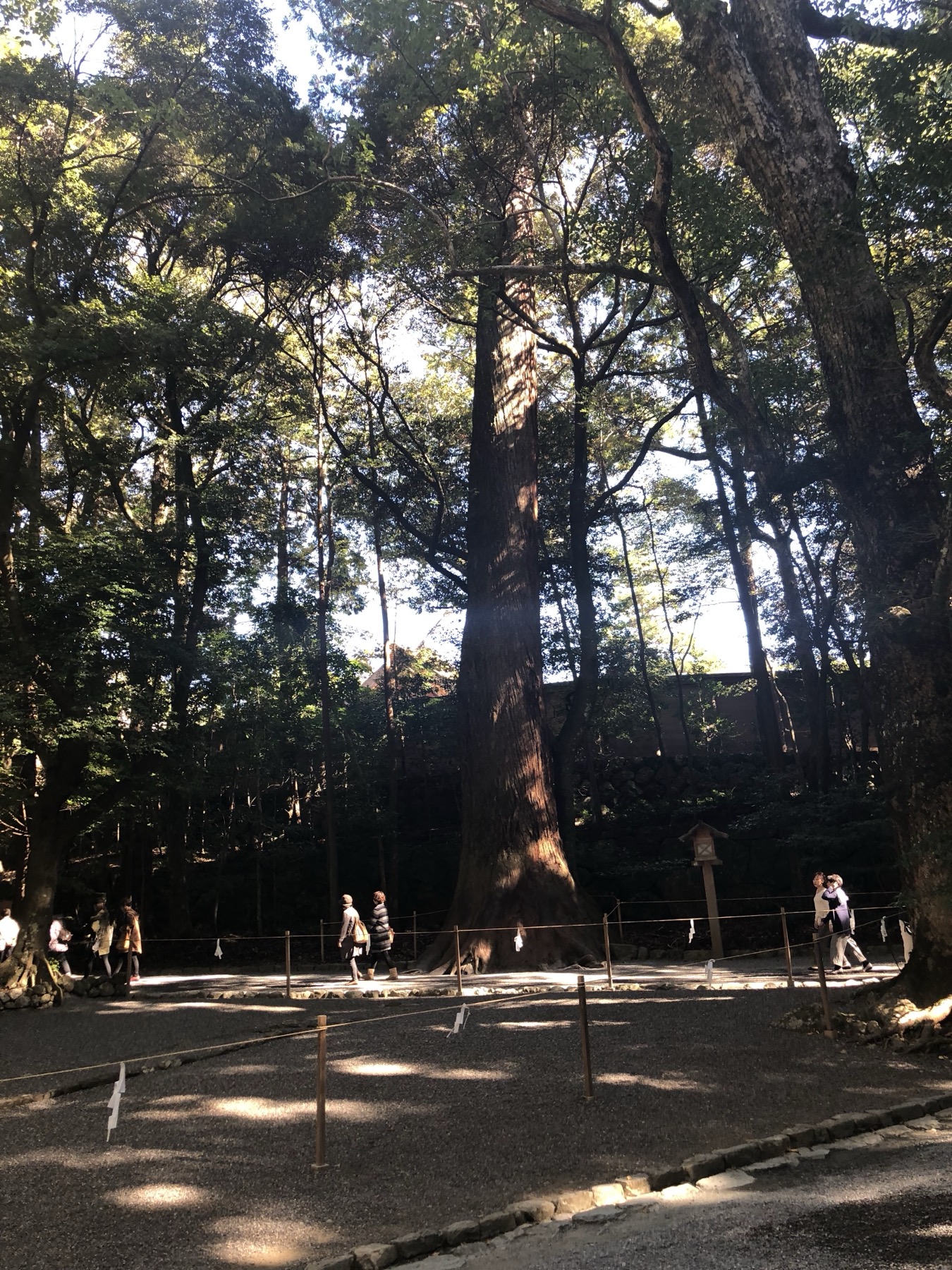 A massive ancient cedar tree at Ise Jingu Naiku grounds with rope at its base marking it as sacred surrounded by smaller trees and visitors walking by on a gravel path inside the primeval forest of the shrine grounds