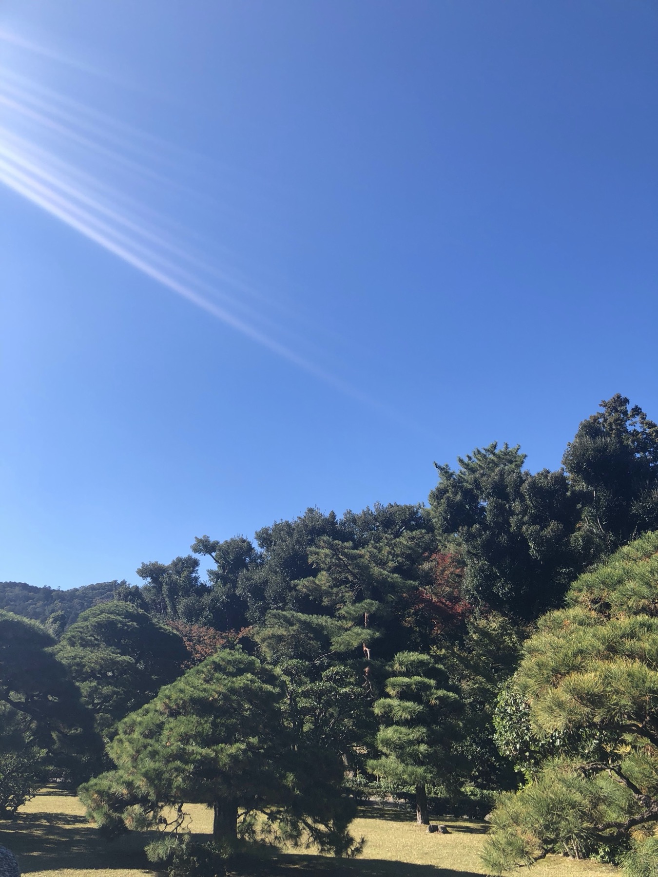 A pruned Japanese garden inside Ise Jingu grounds with pine trees and the first hint of red maple beginning to colour against an unobstructed late-autumn blue sky with a slanting sun lighting the foliage from the upper left