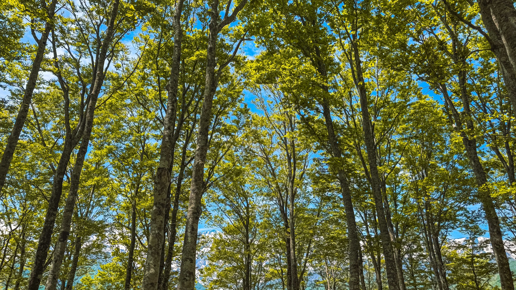 Looking straight up at the bright green spring canopy of tall Japanese beech trees on the Iwatake summit plateau with patches of blue sky visible between the leaves and branches a soft contre-jour effect from the late morning sun
