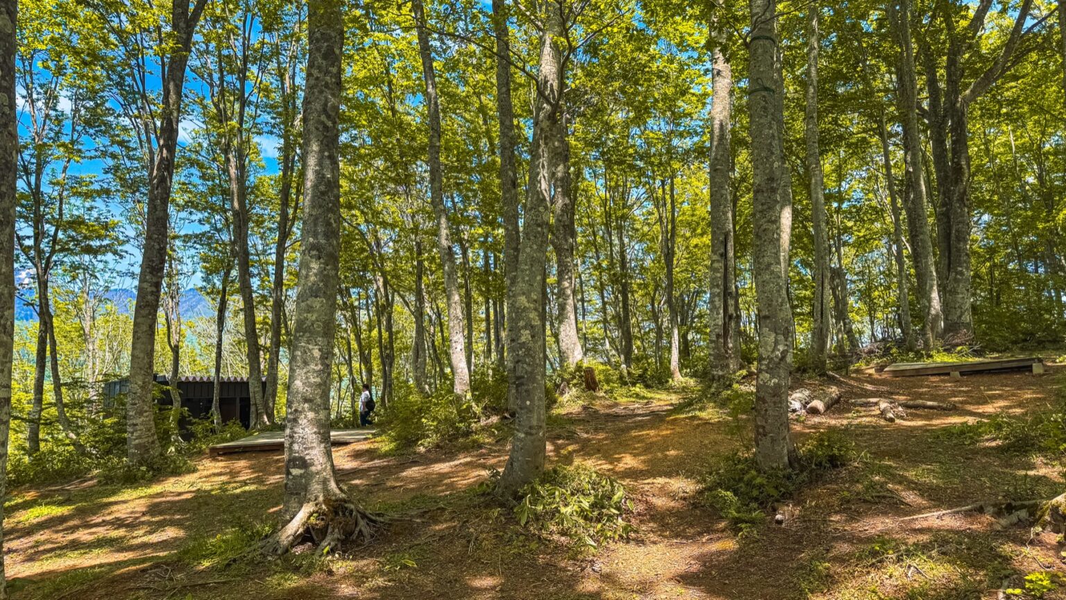 The forest interior at Hakuba Iwatake Mountain Resort summit plateau with wide-spaced tall beech trees soft earth ground a small wooden bench visible to the left and a glimpse of the Hakuba valley far below through the trees on the left side perfect quiet walking area