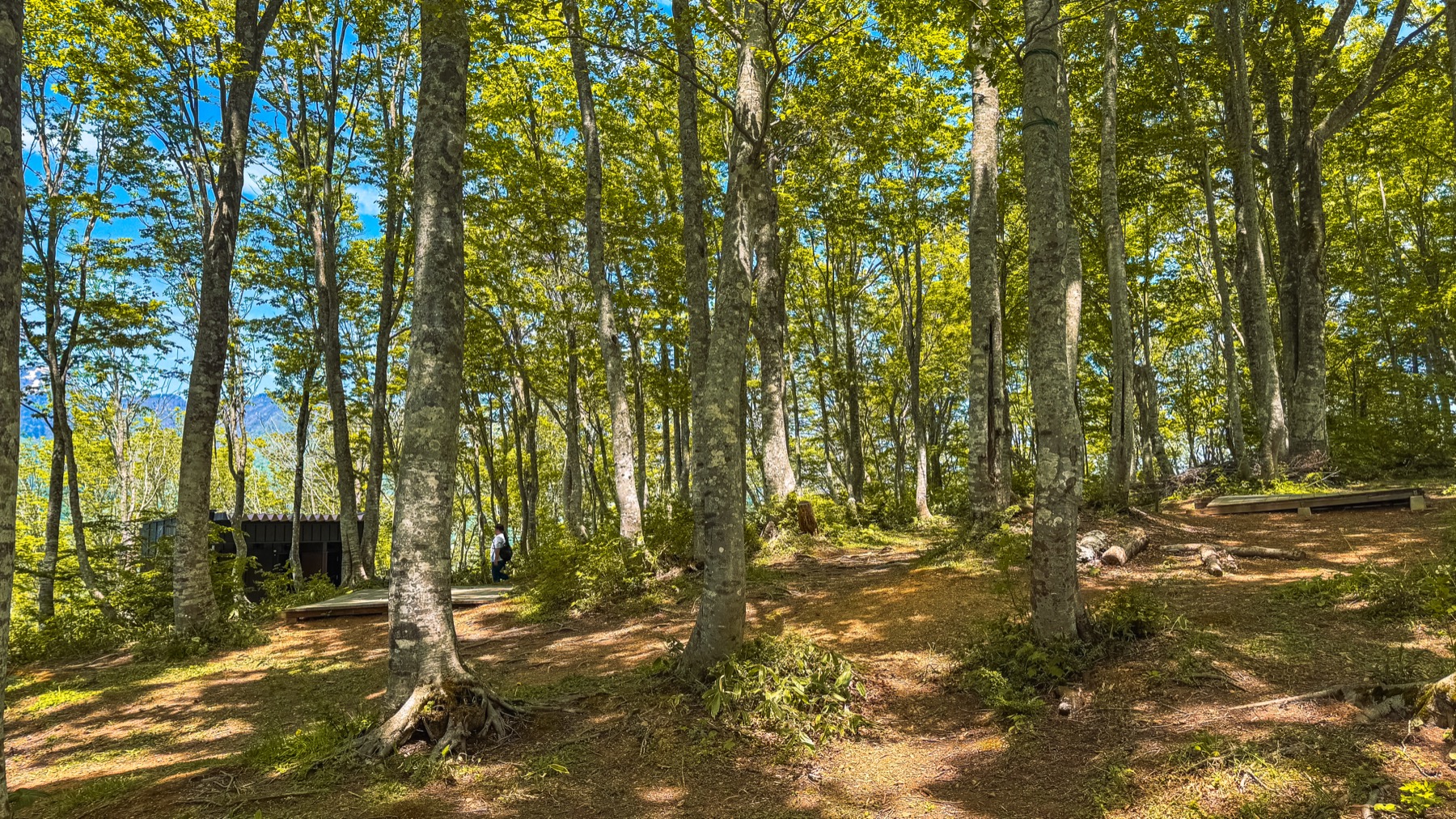 The forest interior at Hakuba Iwatake Mountain Resort summit plateau with wide-spaced tall beech trees soft earth ground a small wooden bench visible to the left and a glimpse of the Hakuba valley far below through the trees on the left side perfect quiet walking area