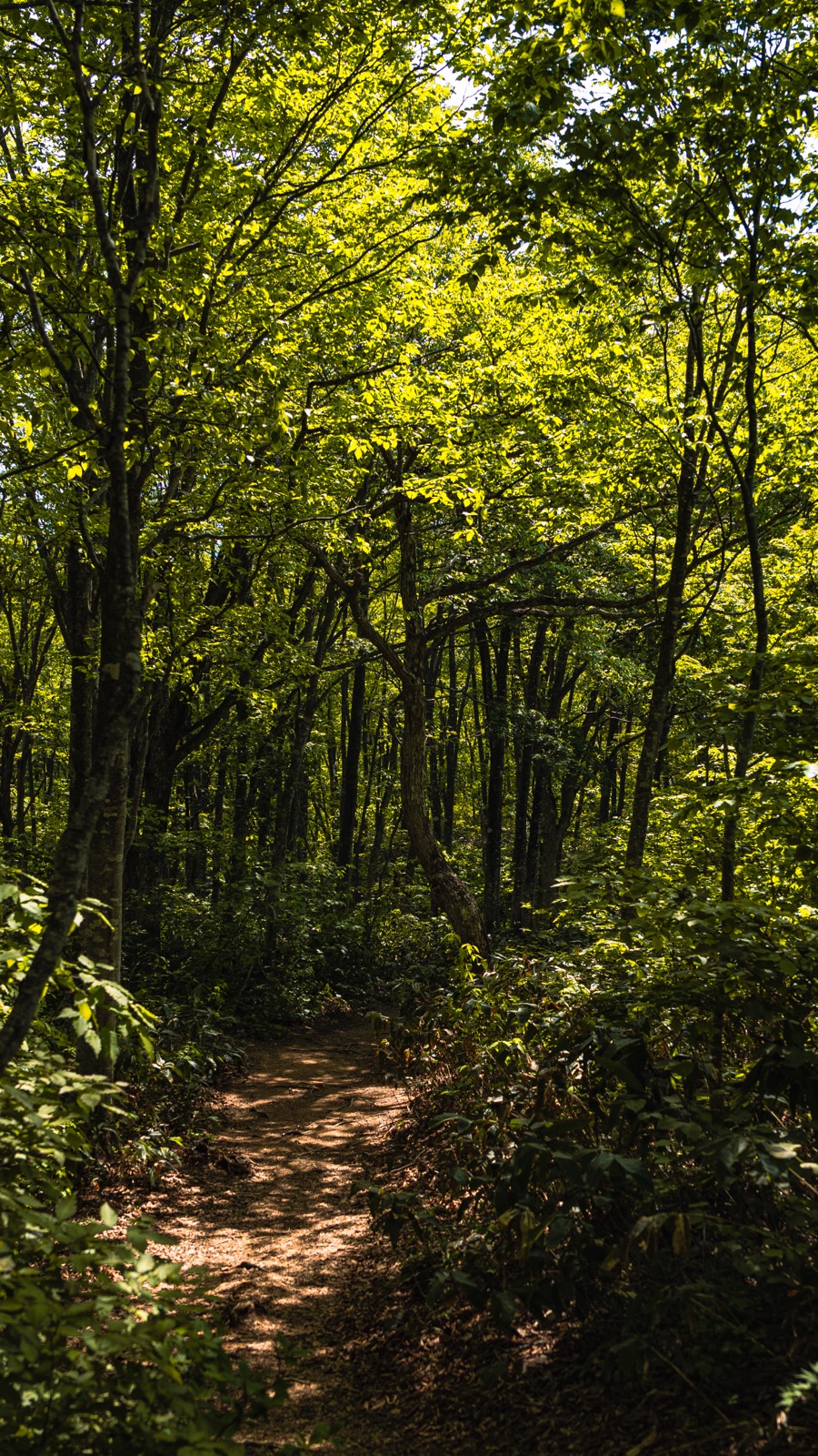 The earthen trail through the Nezuko Forest at Hakuba Iwatake Mountain Resort running into the canopy of Thuja standishii nezuko trees with bright fresh green spring leaves a quiet 1.5 hour loop walk above the gondola top station an endemic Japanese subalpine forest type vertical composition