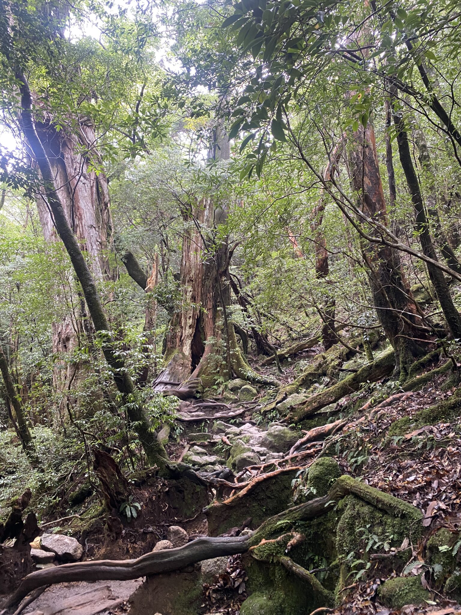 Moss-covered roots of an ancient yakusugi cedar in the primeval forest
