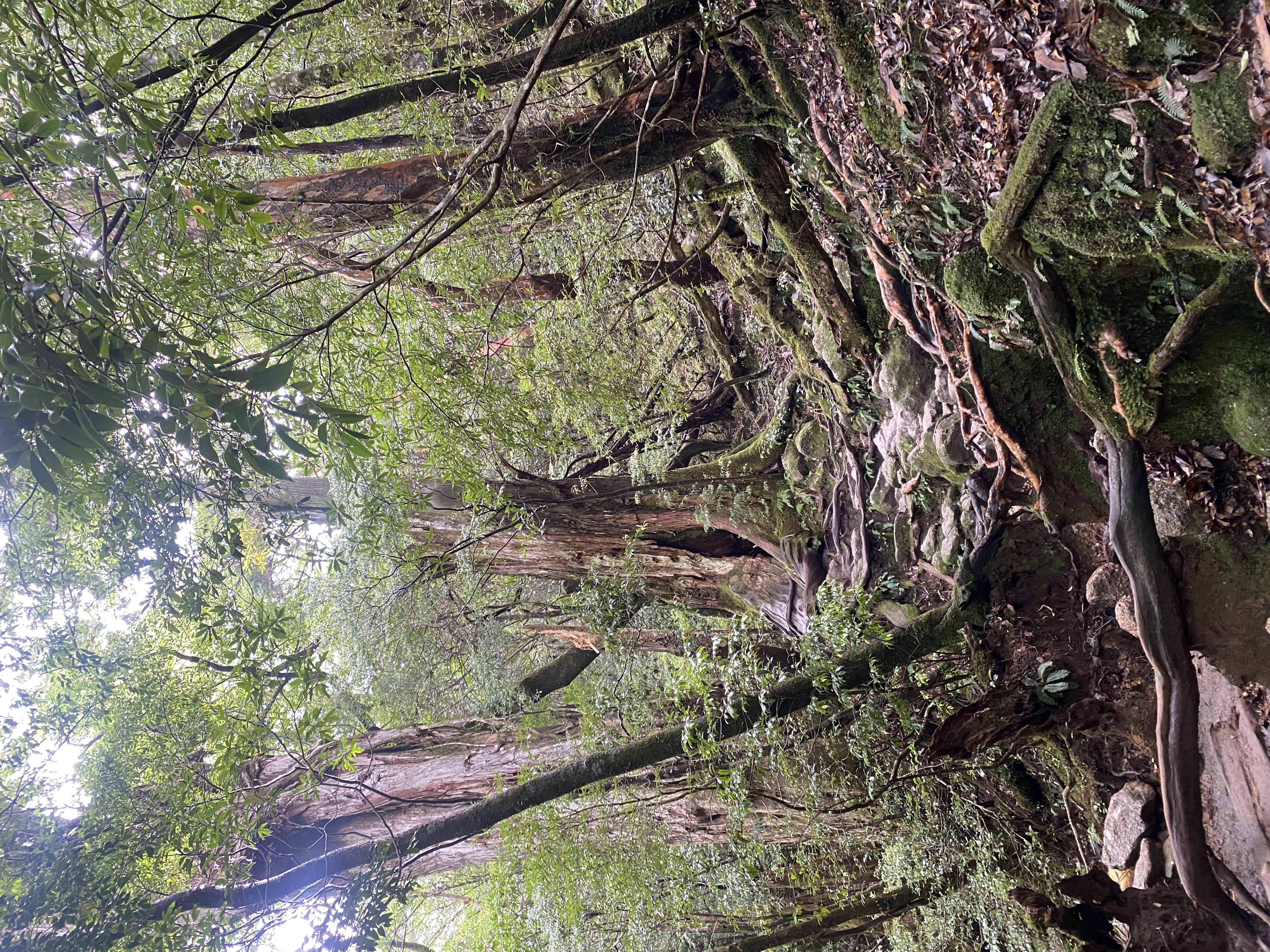 Moss-covered roots of an ancient yakusugi cedar in the primeval forest