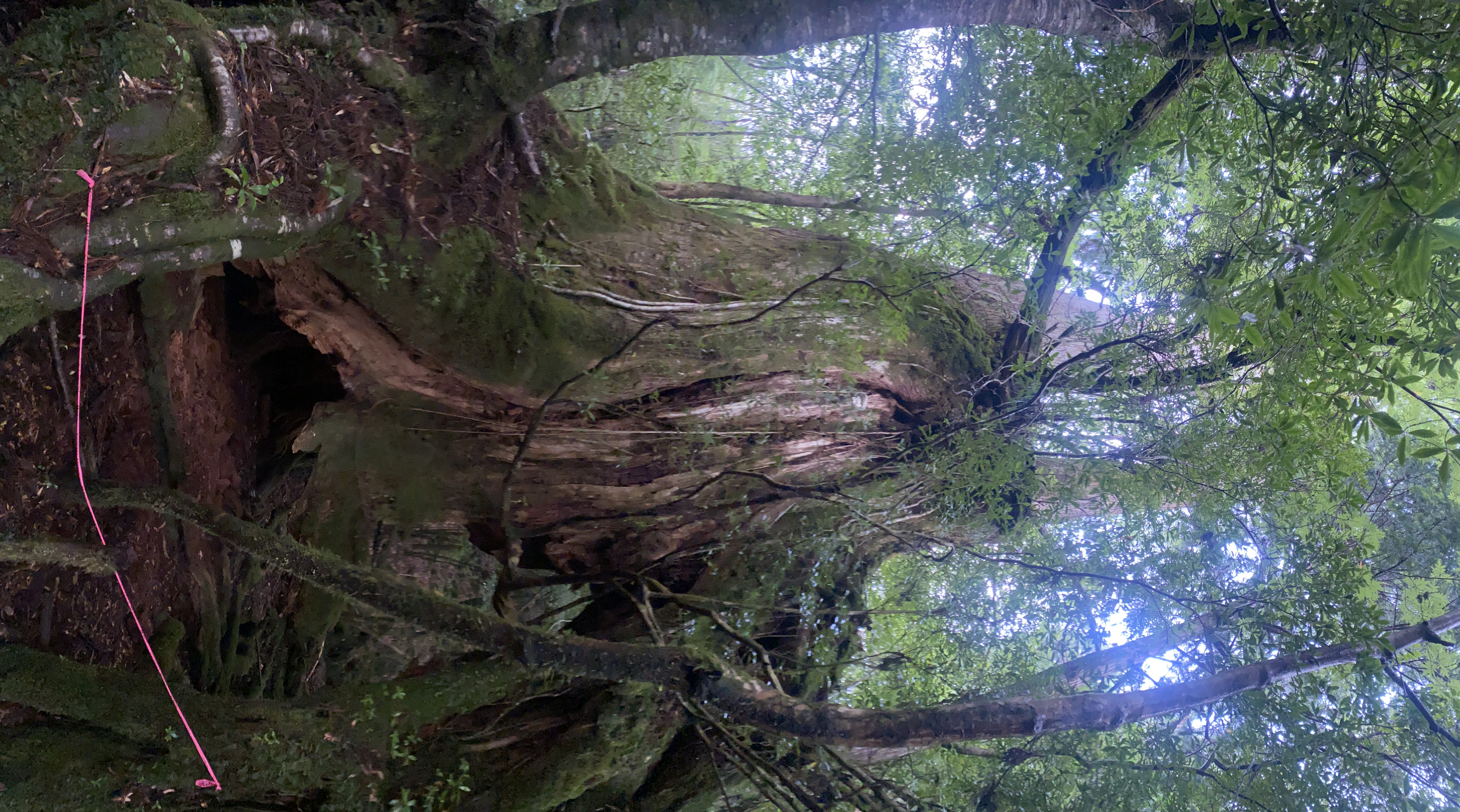 Wilsons Stump on the Jomon Sugi trail showing the heart-shaped opening