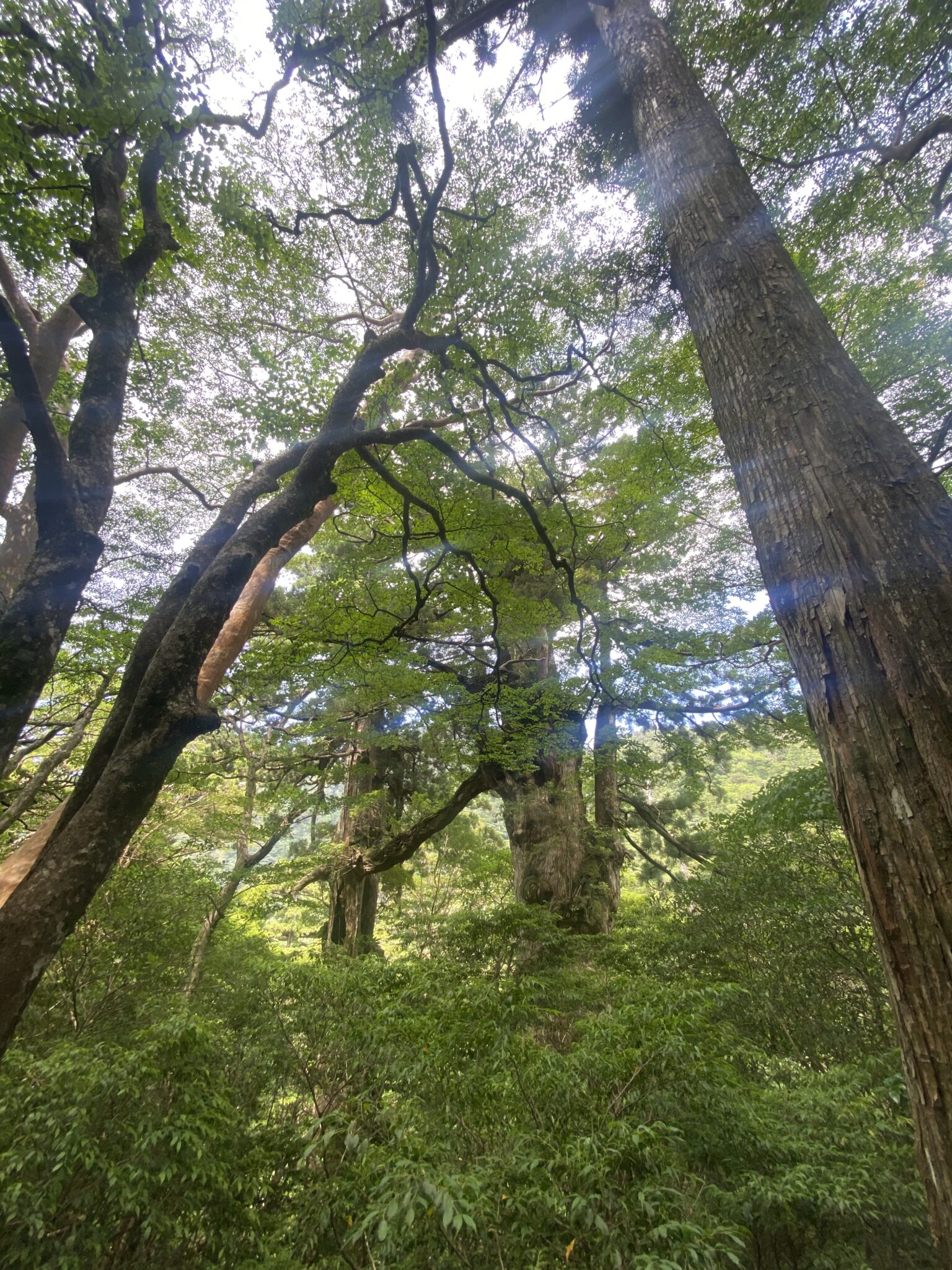 Sunlight filtering through the high canopy of the Yakushima cedar forest