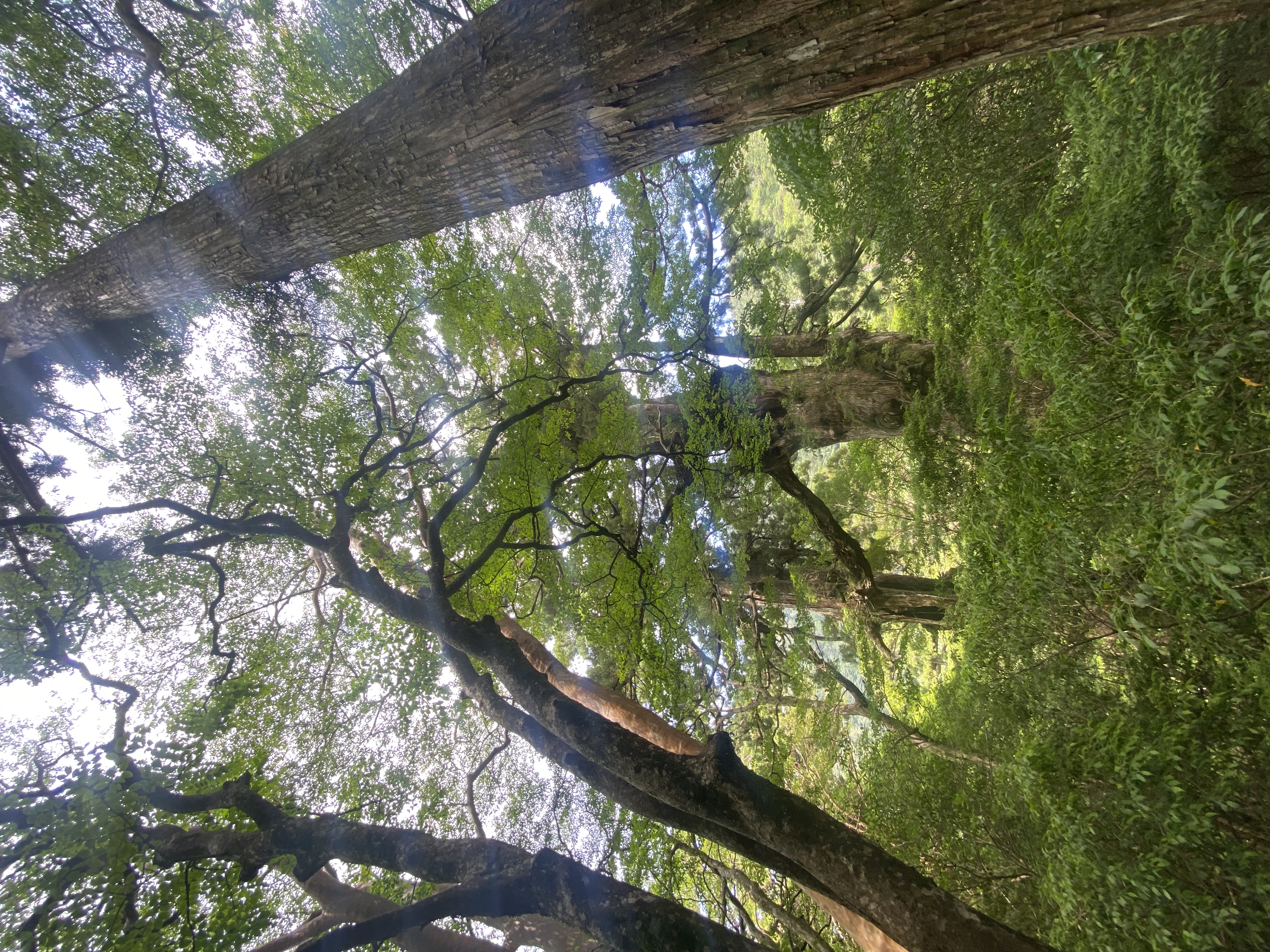 Sunlight filtering through the high canopy of the Yakushima cedar forest