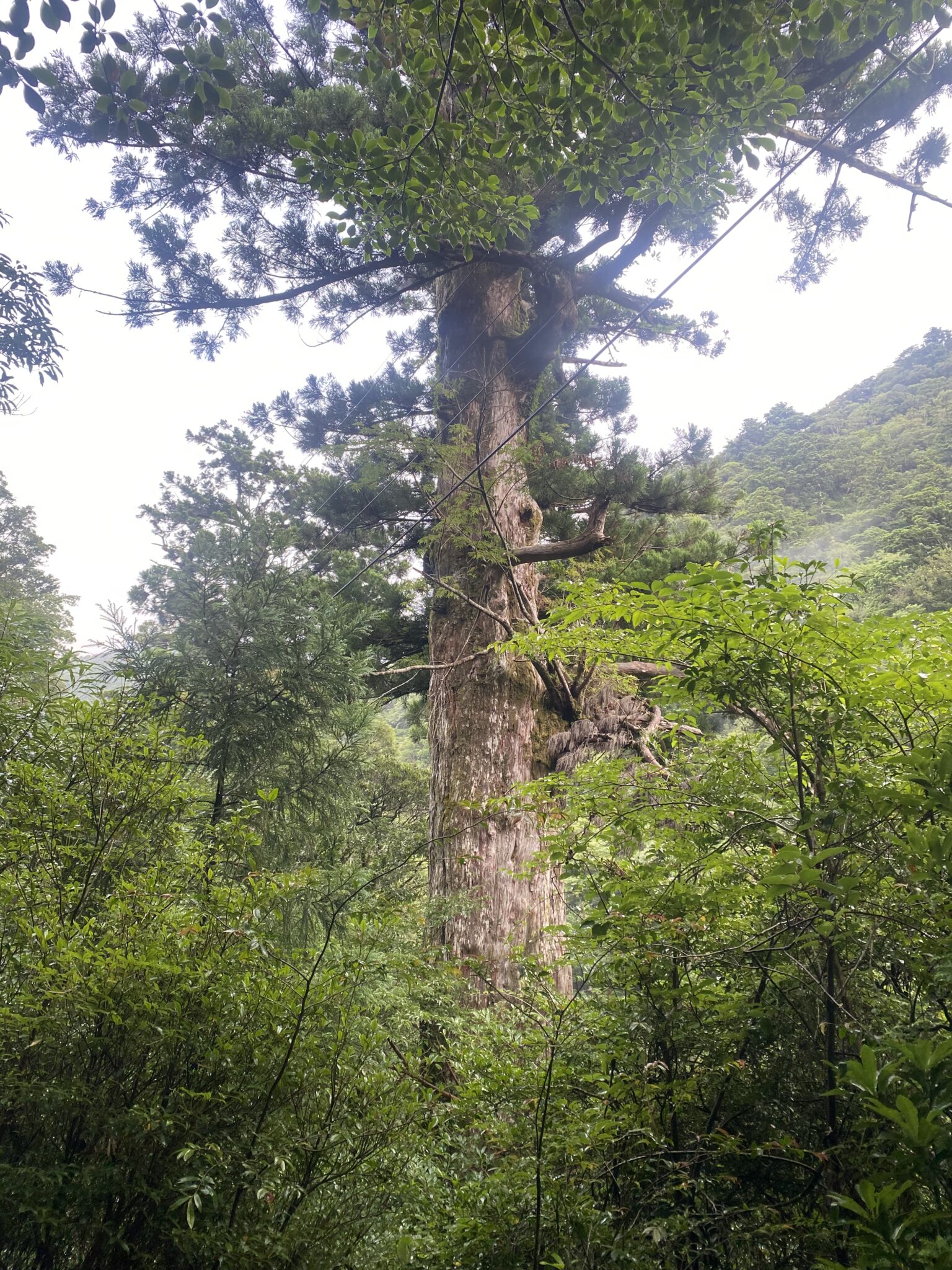 A named yakusugi cedar standing near the Jomon Sugi trail