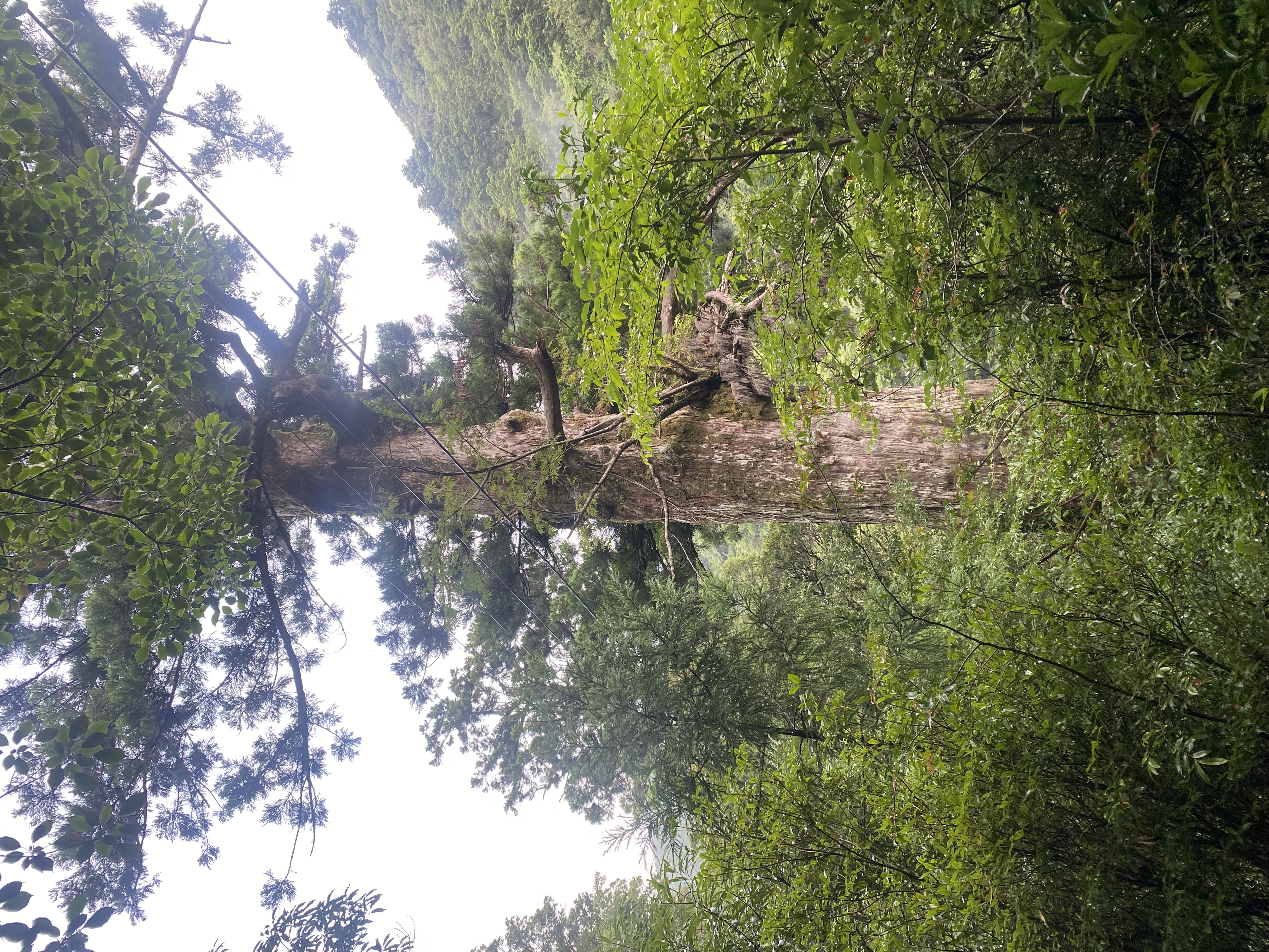 A named yakusugi cedar standing near the Jomon Sugi trail