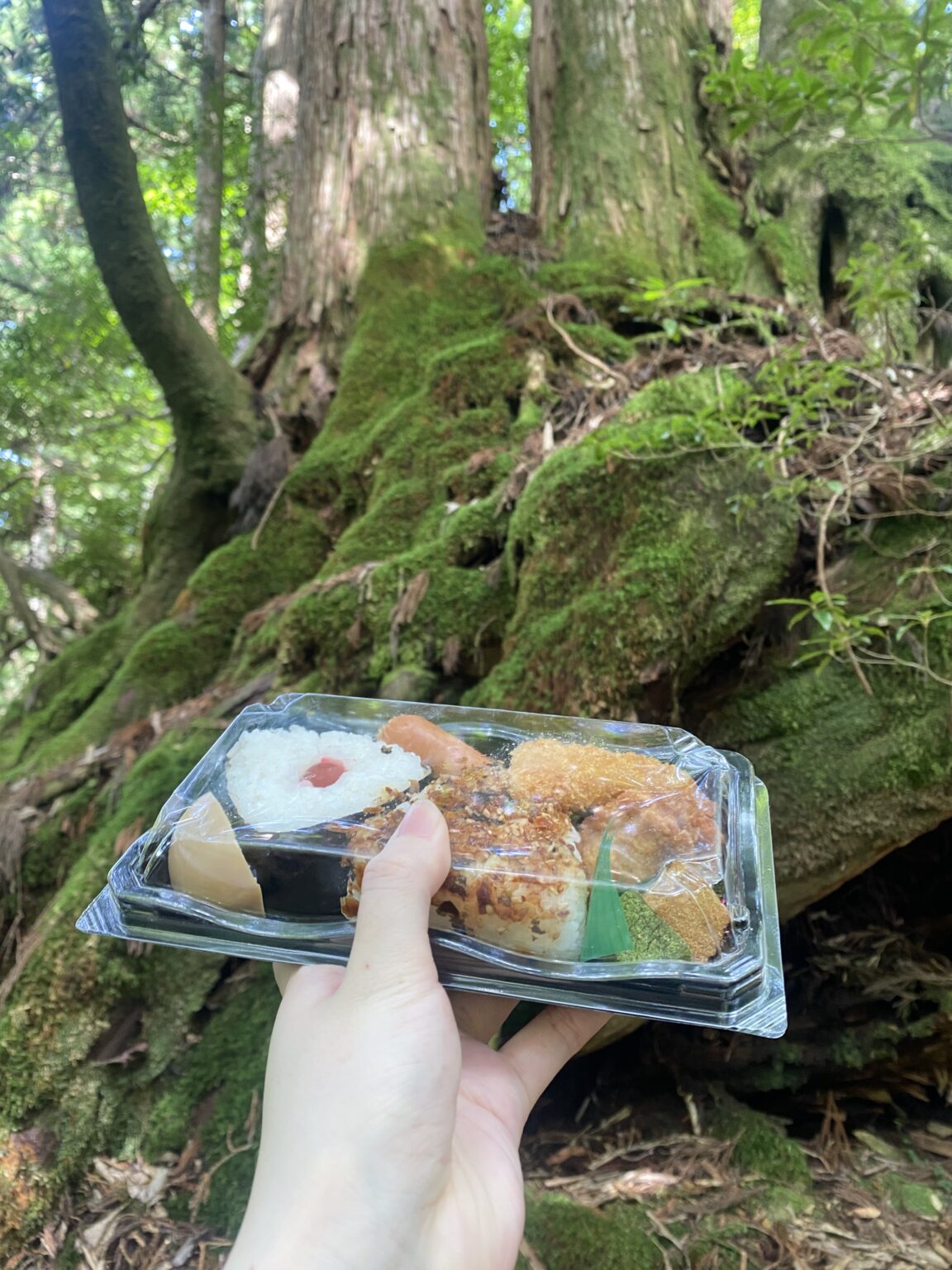 Onigiri rice ball lunch held in front of mossy cedar roots on the trail