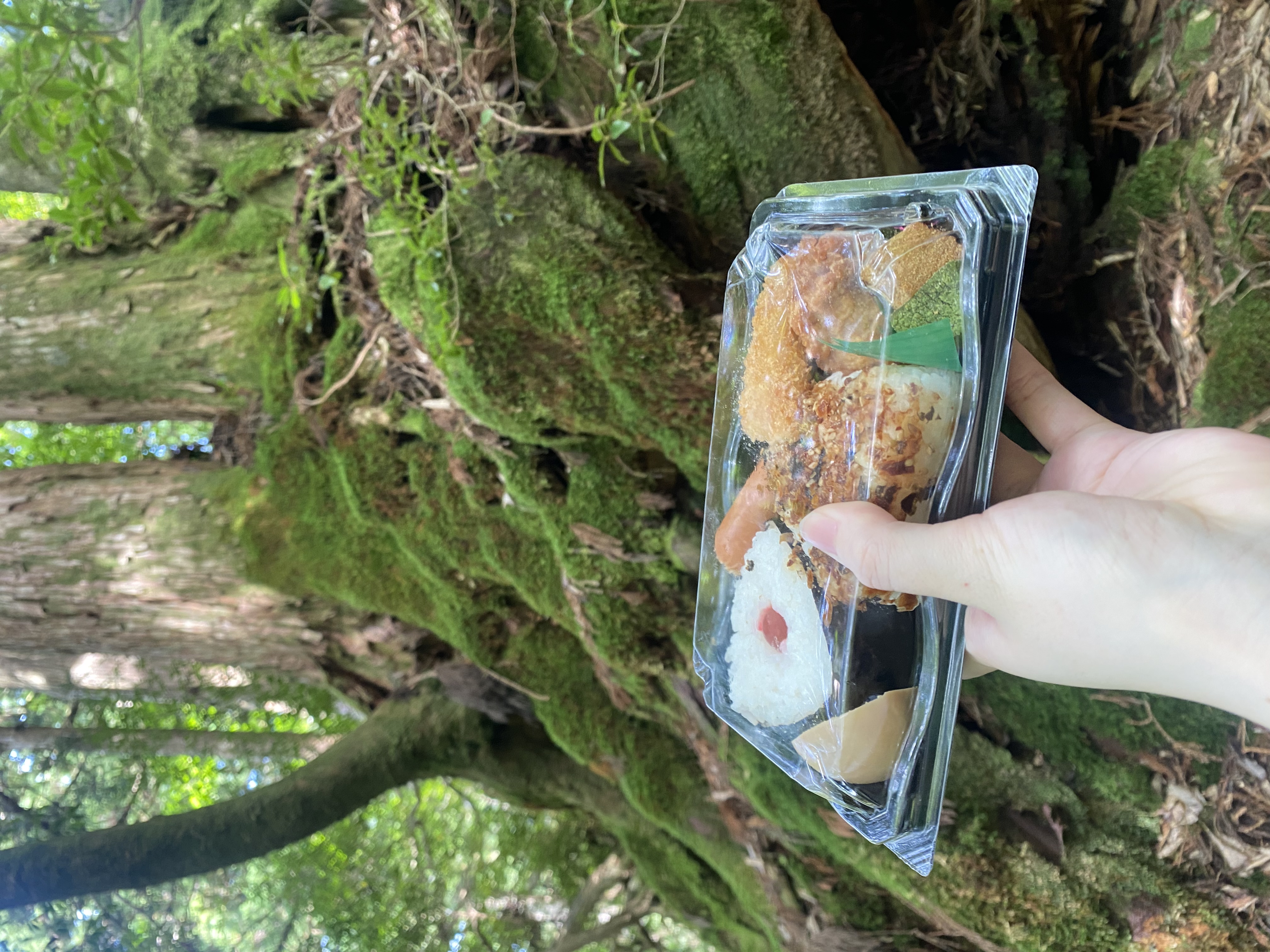 Onigiri rice ball lunch held in front of mossy cedar roots on the trail