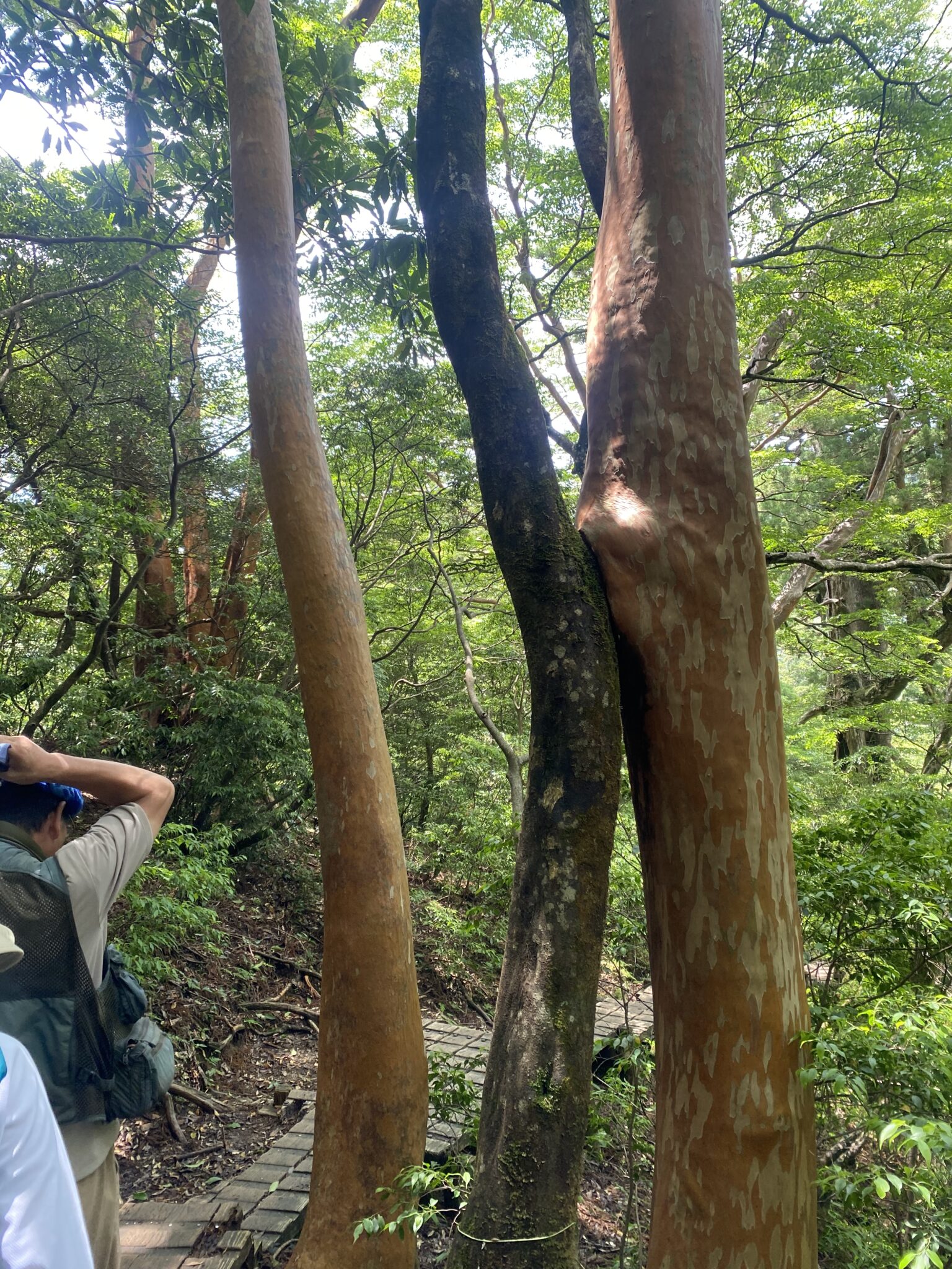 A trekker resting beside ancient yakusugi cedar branches