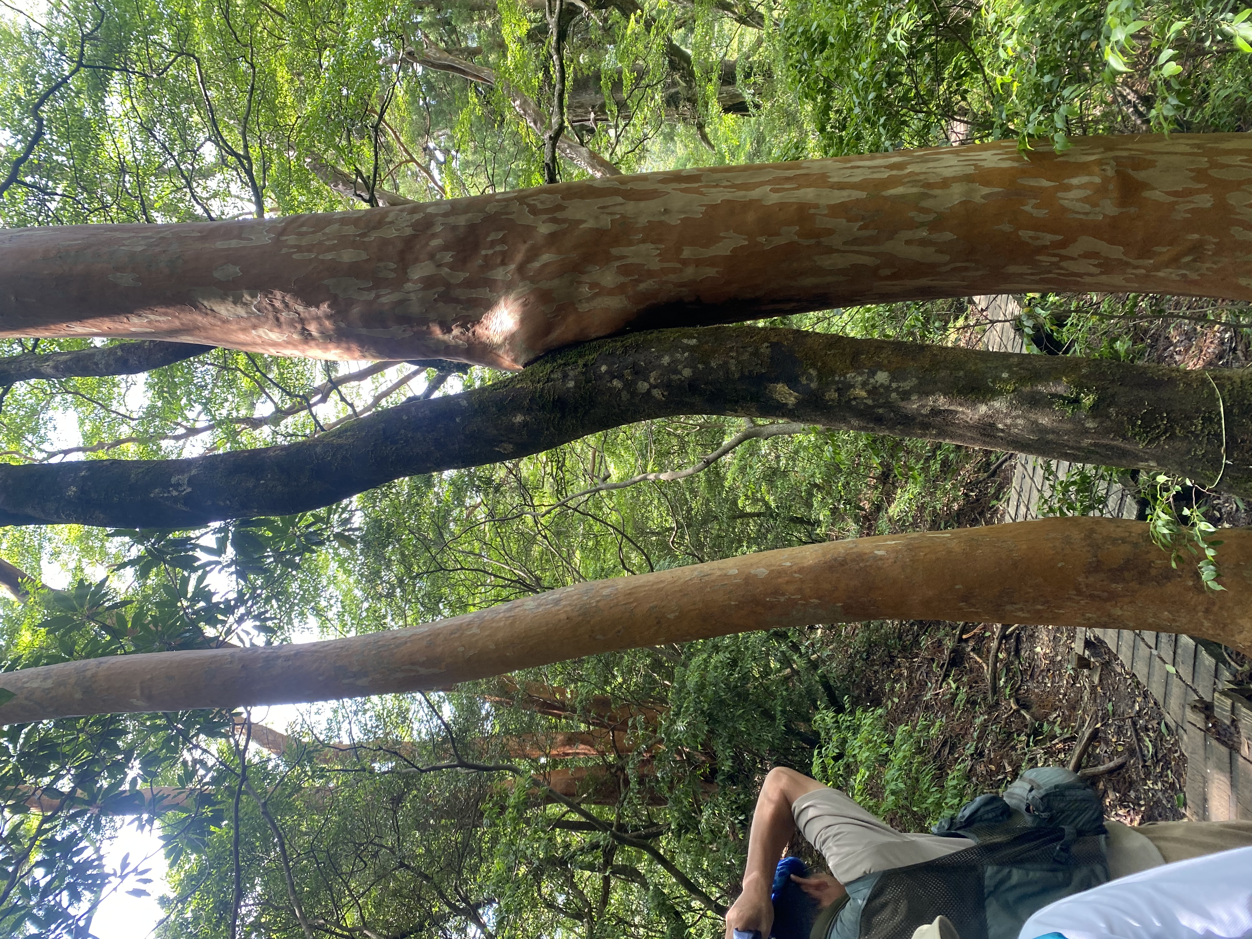 A trekker resting beside ancient yakusugi cedar branches