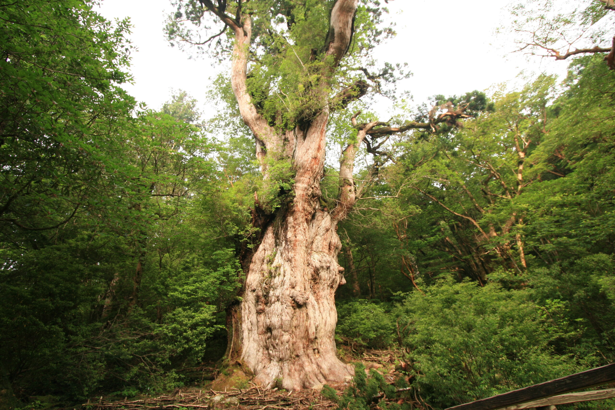 Jomon Sugi the oldest cedar tree in Yakushima at trail end