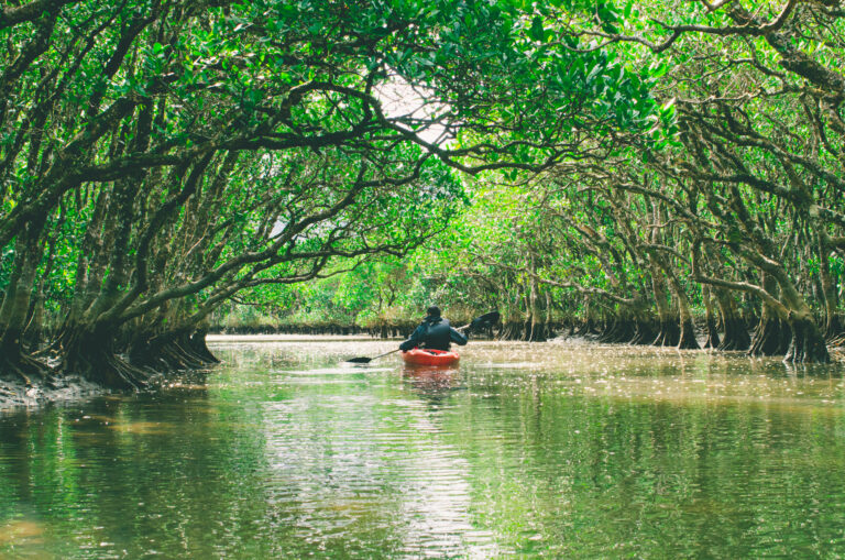 Solo kayaker paddling through the Amami Oshima mangrove tunnel