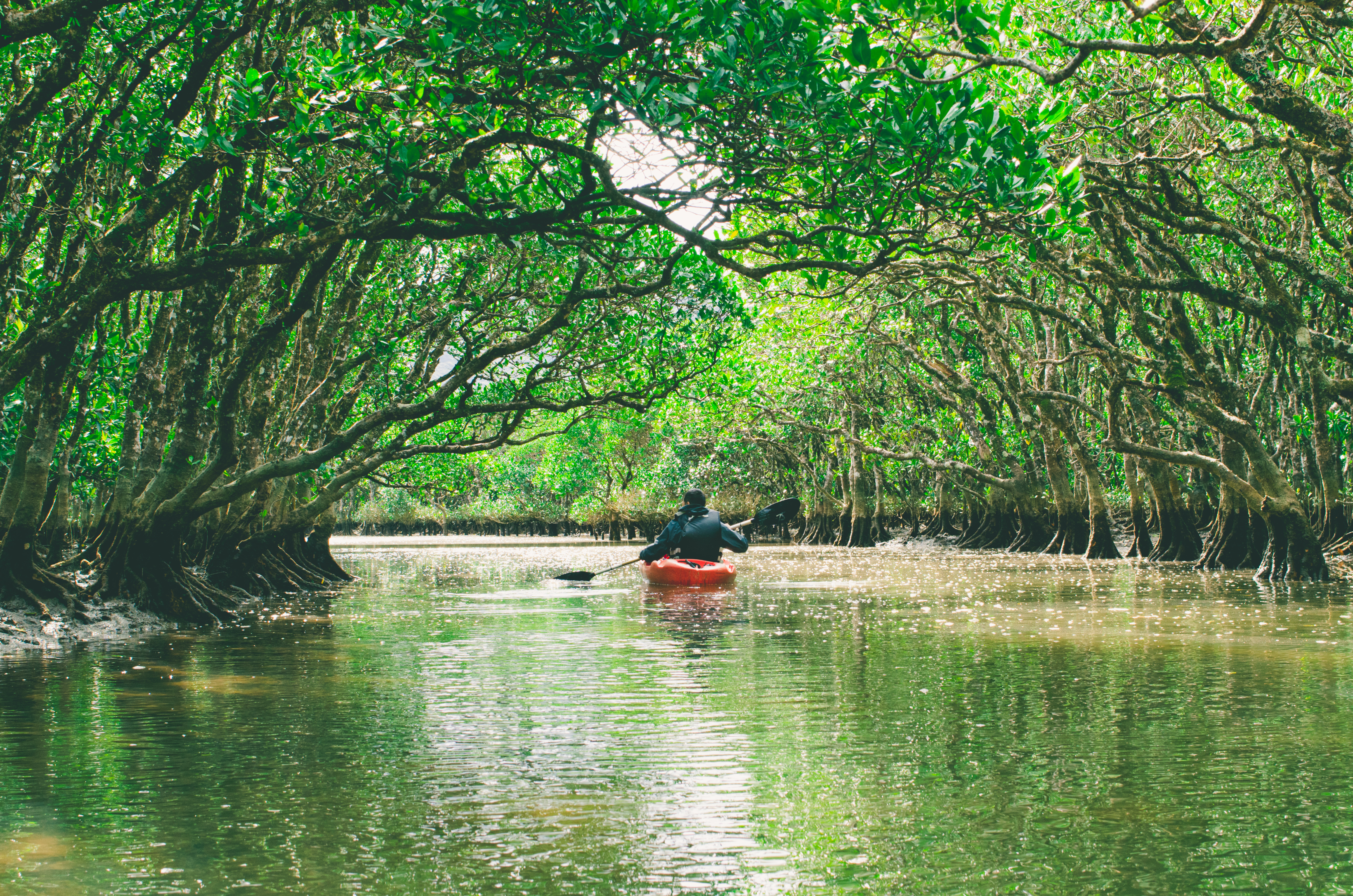 Solo kayaker paddling through the Amami Oshima mangrove tunnel