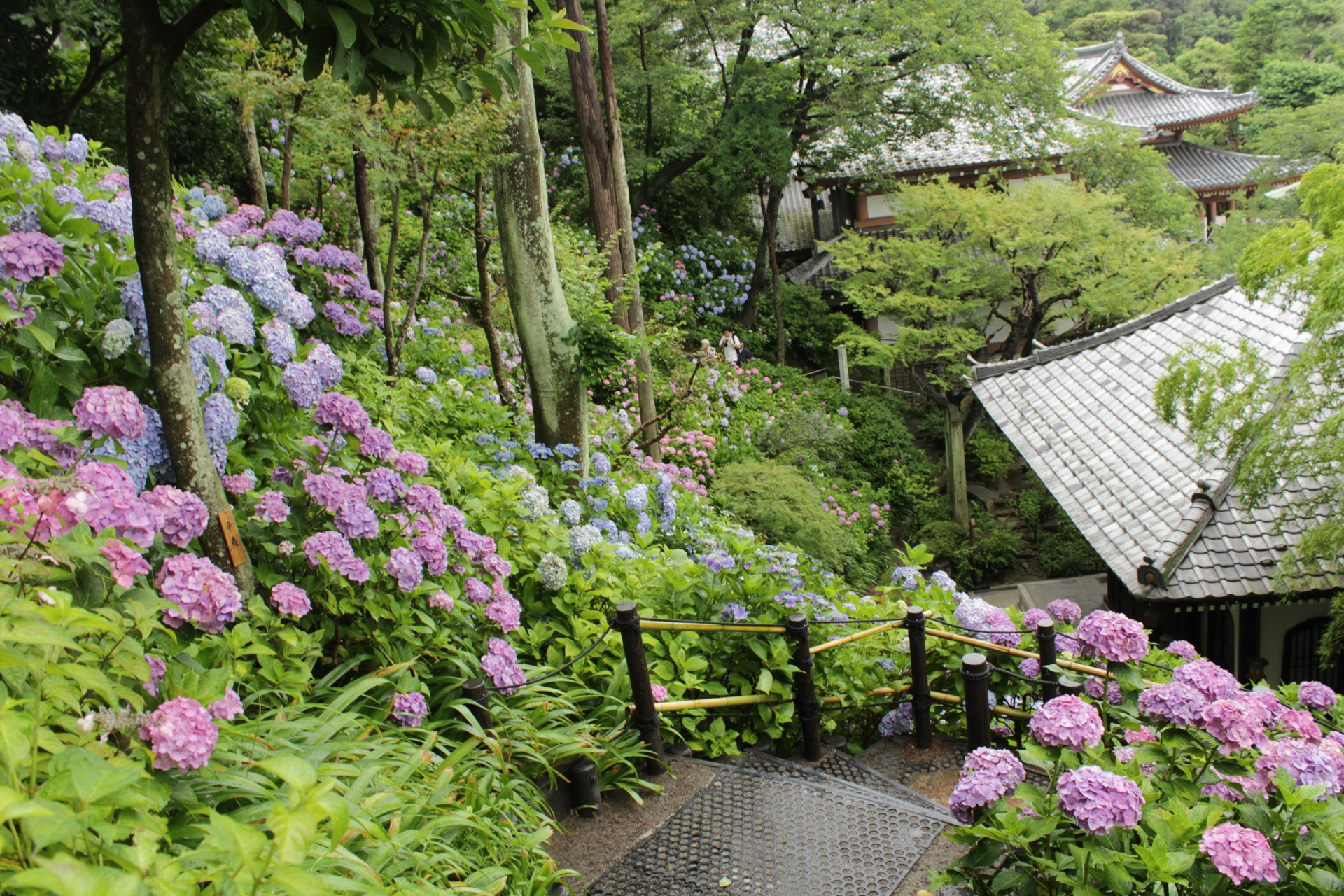The Ajisai Path at Kamakura Hasedera winding down through pink and blue hydrangea bushes toward a wooden gate