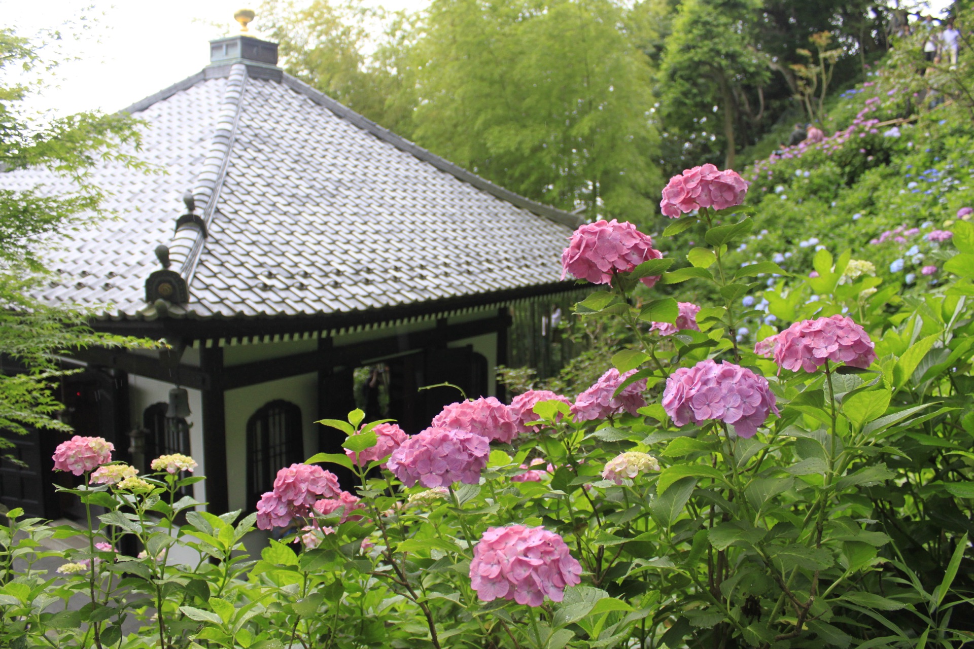 Pink hydrangeas in foreground with the gray-tiled roof of Kamakura Hasedera main hall behind
