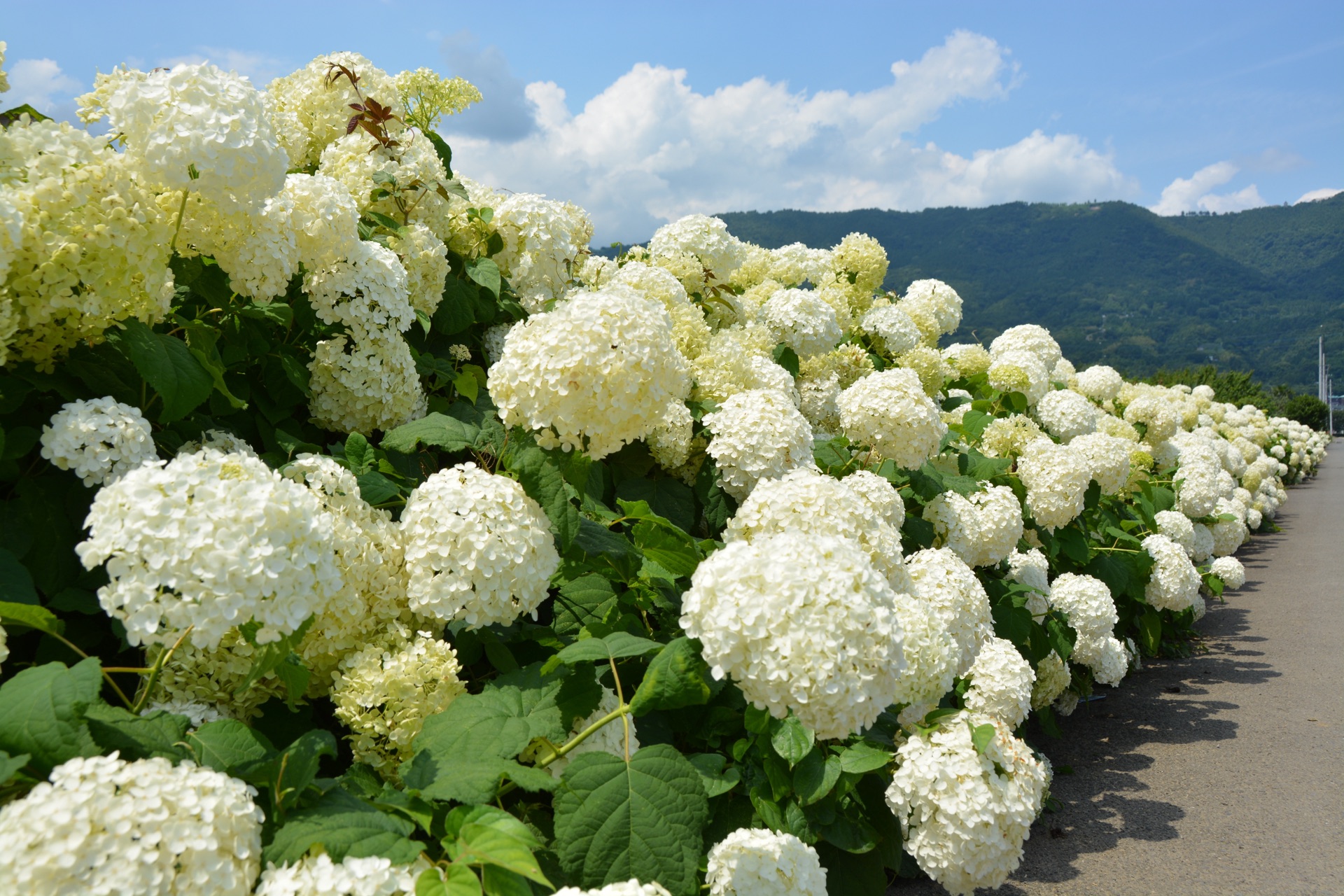 A long row of pure white Annabelle hydrangea flowers with the Tanzawa mountain range visible against a blue sky behind