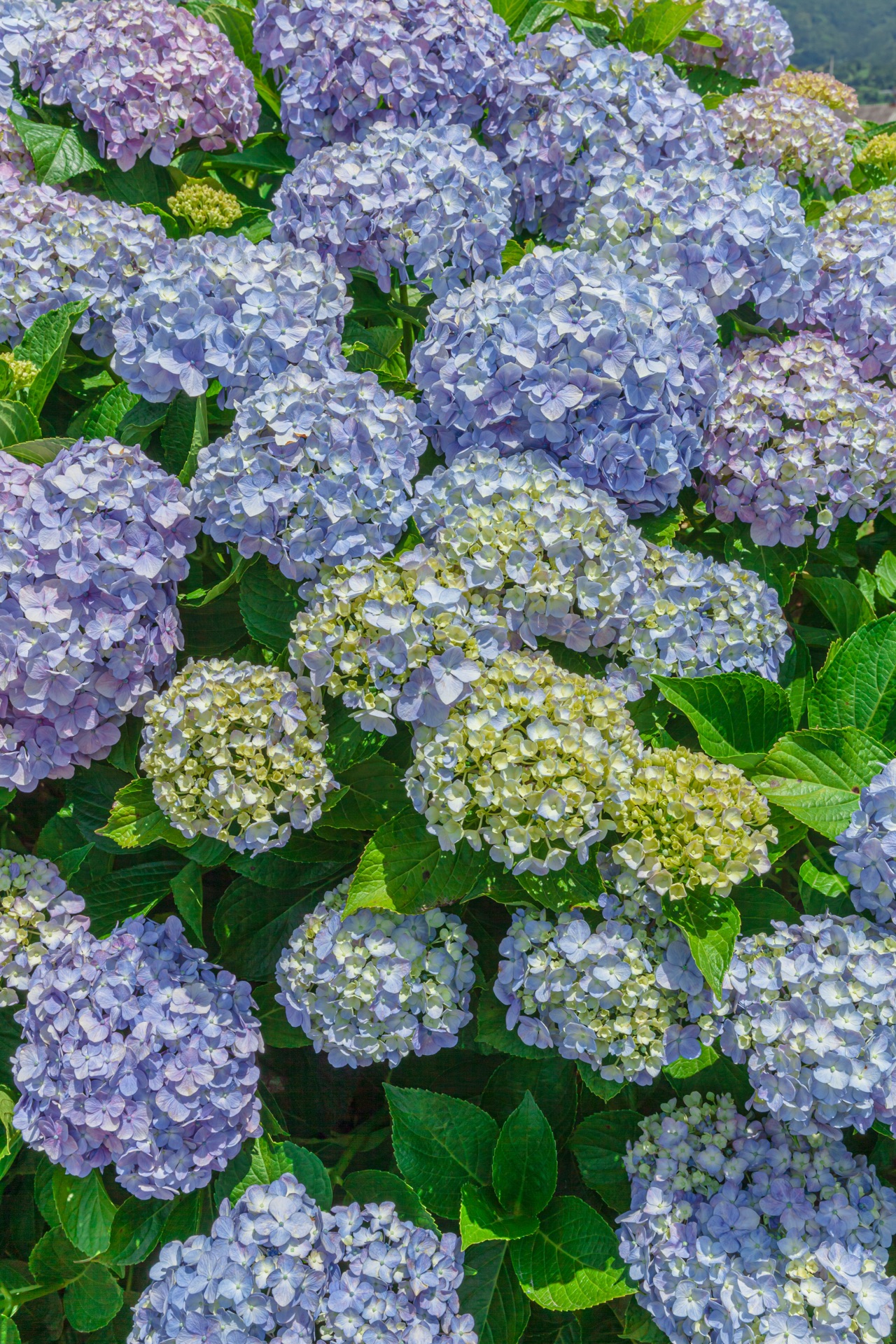Tall vertical cluster of pale lavender and lime-green hydrangea mopheads at Kaisei