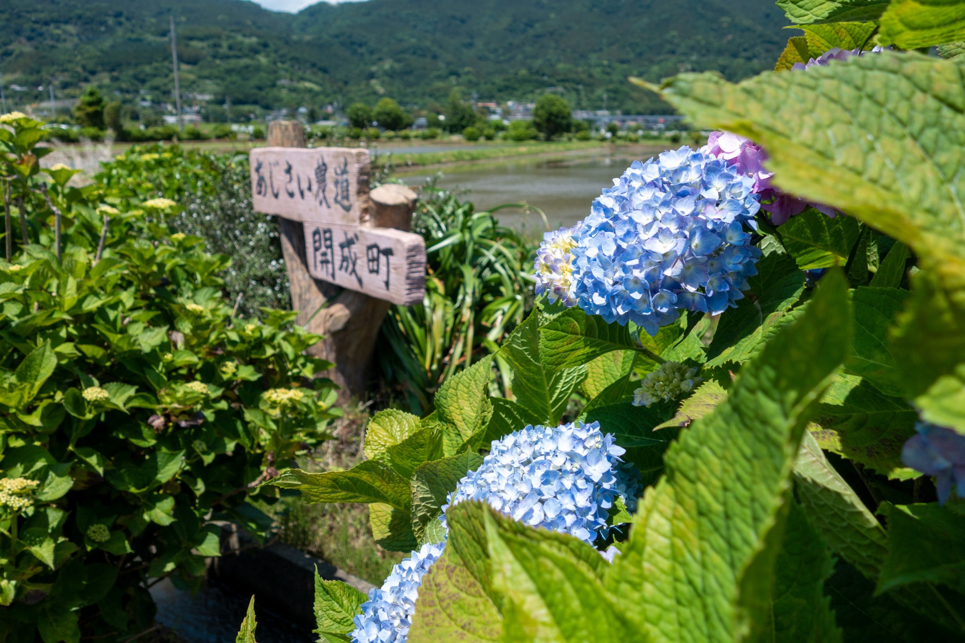 A wooden signpost reading あじさい農道 開成町 (ajisai noudou Kaisei-machi) standing among hydrangea bushes beside a flooded rice paddy with houses in the background