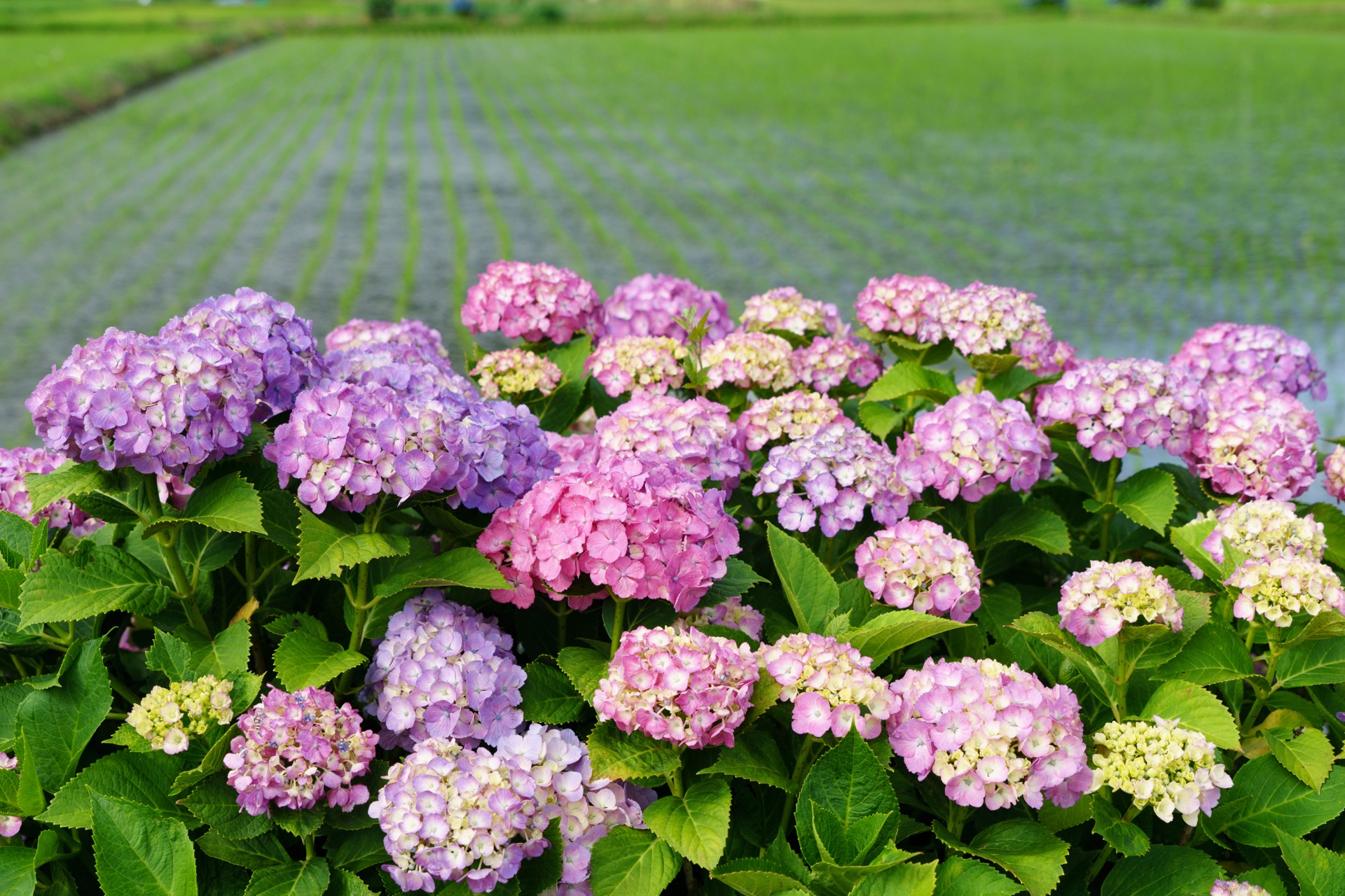 Pink, purple and white hydrangeas in foreground with green rice paddies extending into the distance