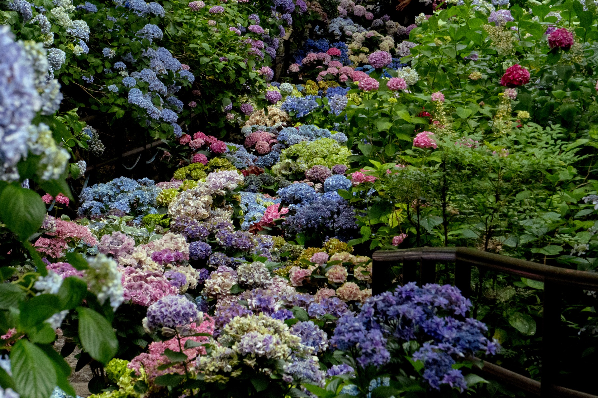 Dense multicolor carpet of pink, blue, purple and white hydrangeas in full bloom
